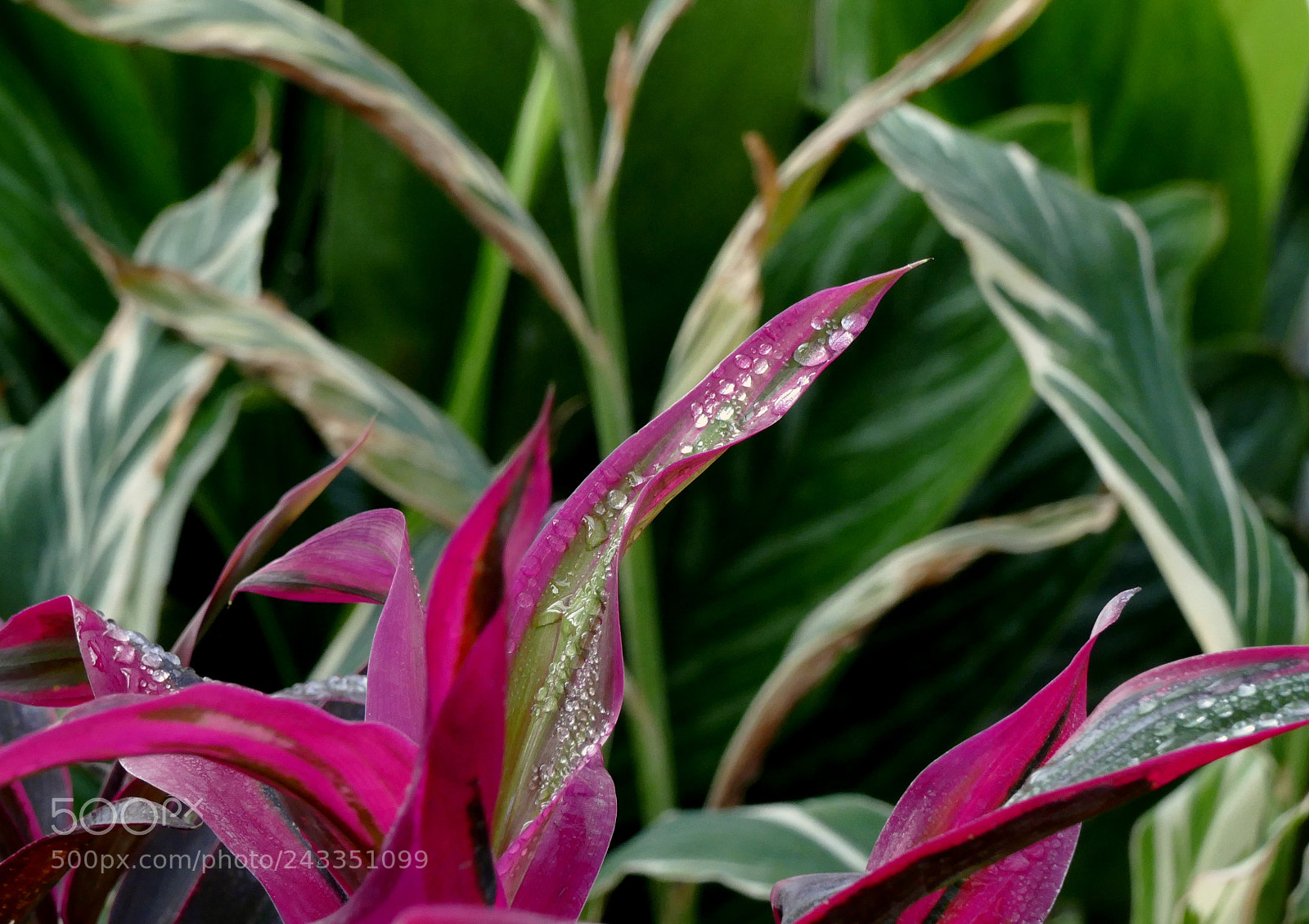 Panasonic Lumix DMC-FZ1000 sample photo. Drops on leaves photography