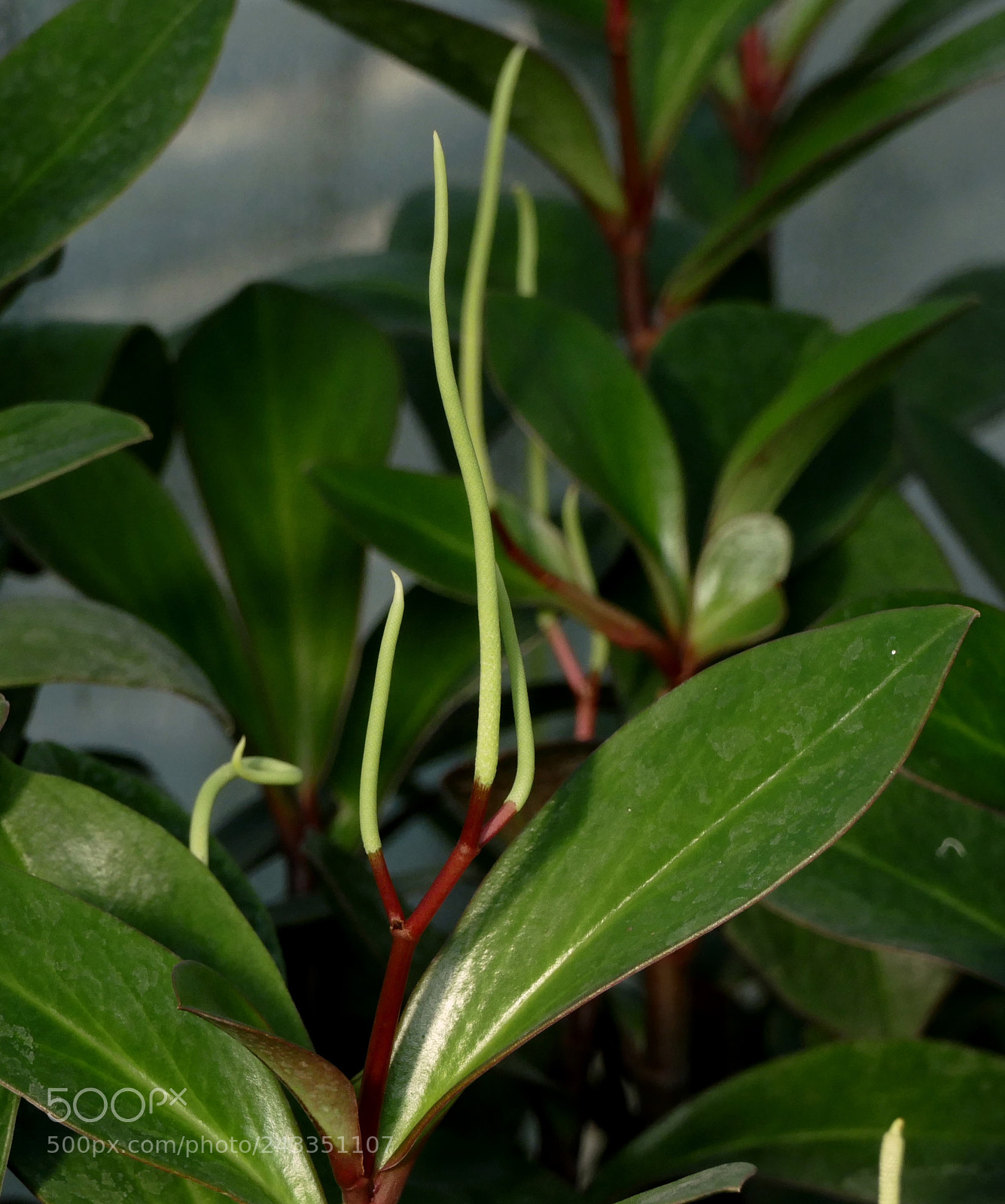 Panasonic Lumix DMC-FZ1000 sample photo. New leaves photography