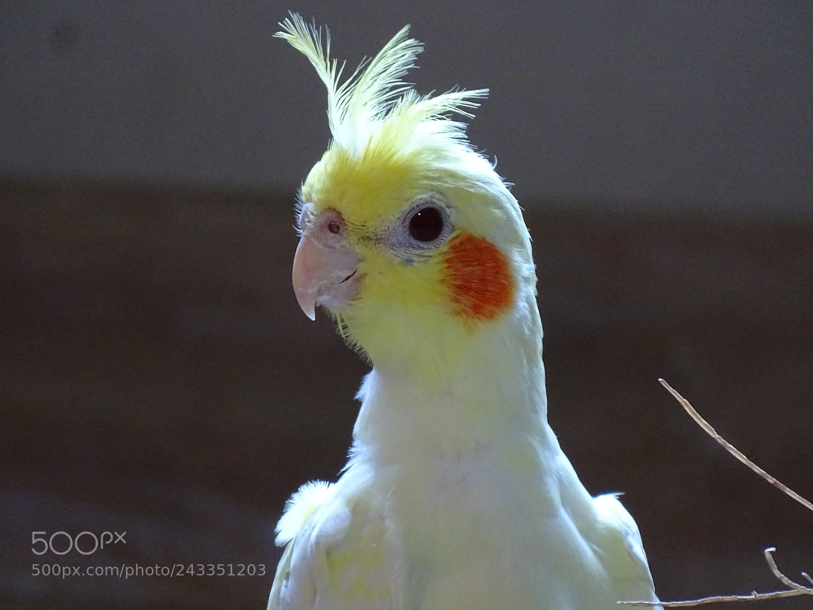 Sony Cyber-shot DSC-HX400V sample photo. Dsc photography