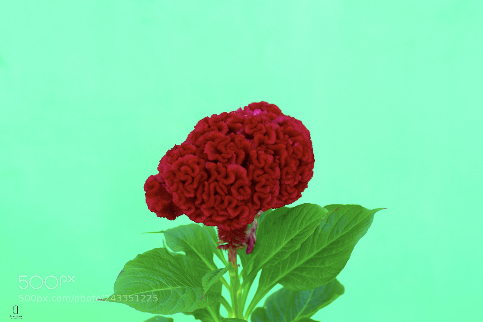 Nikon D5500 sample photo. Flor photography