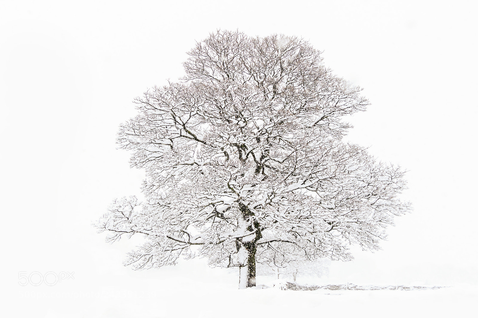 Canon EOS 7D Mark II sample photo. Winter tree photography