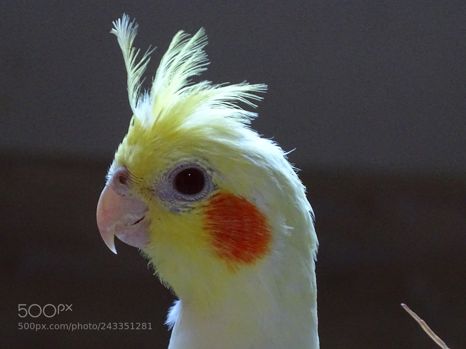 Sony Cyber-shot DSC-HX400V sample photo. Dsc photography
