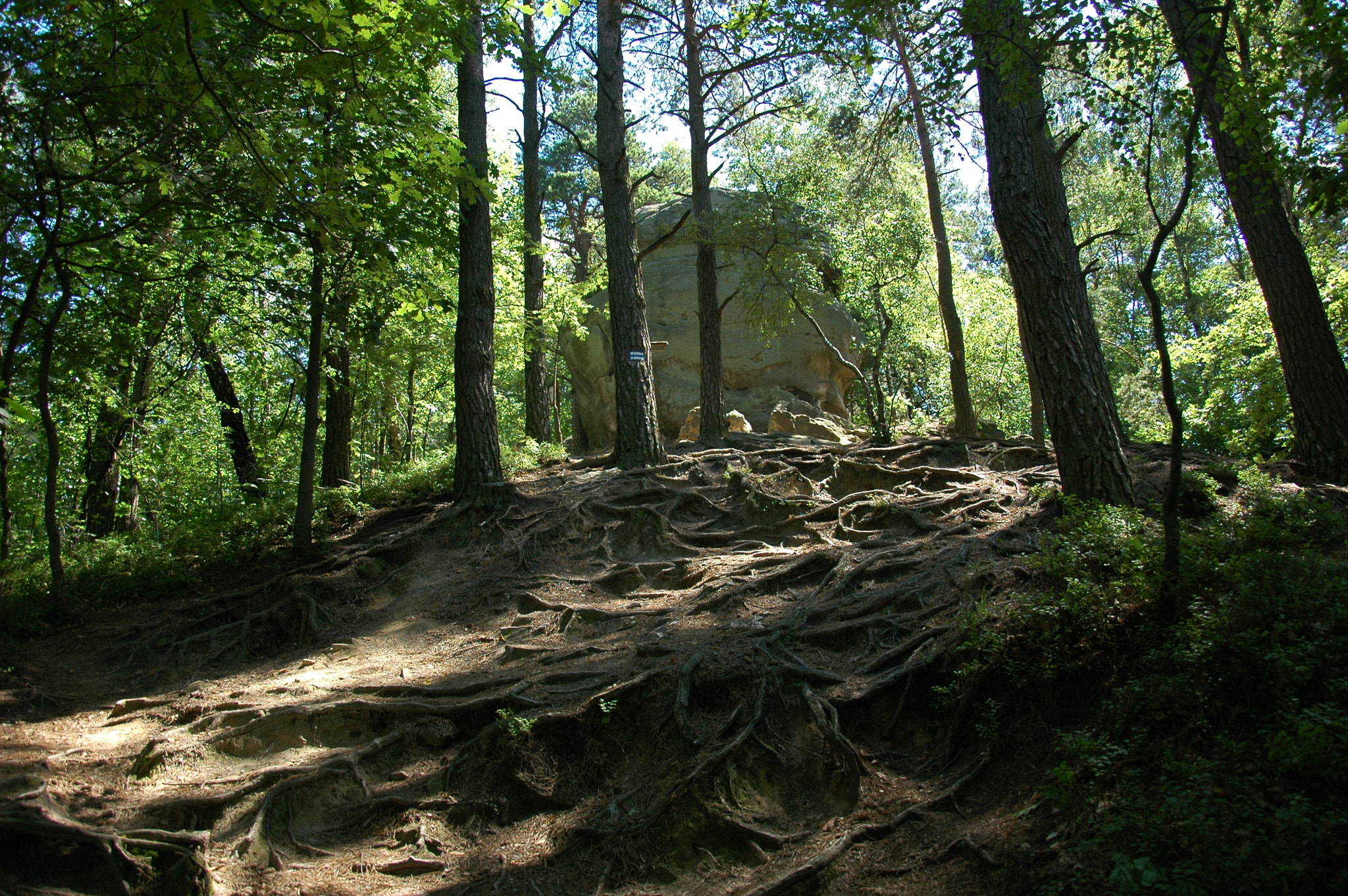 Nikon D70s sample photo