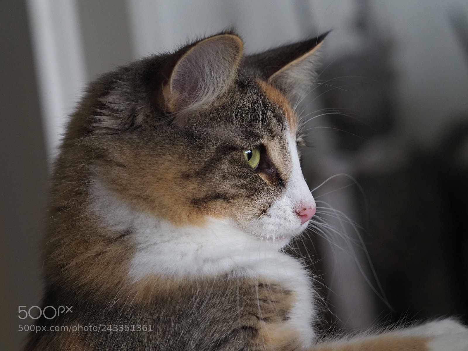 Olympus OM-D E-M1 Mark II sample photo. Isa, norwegian forest cat photography