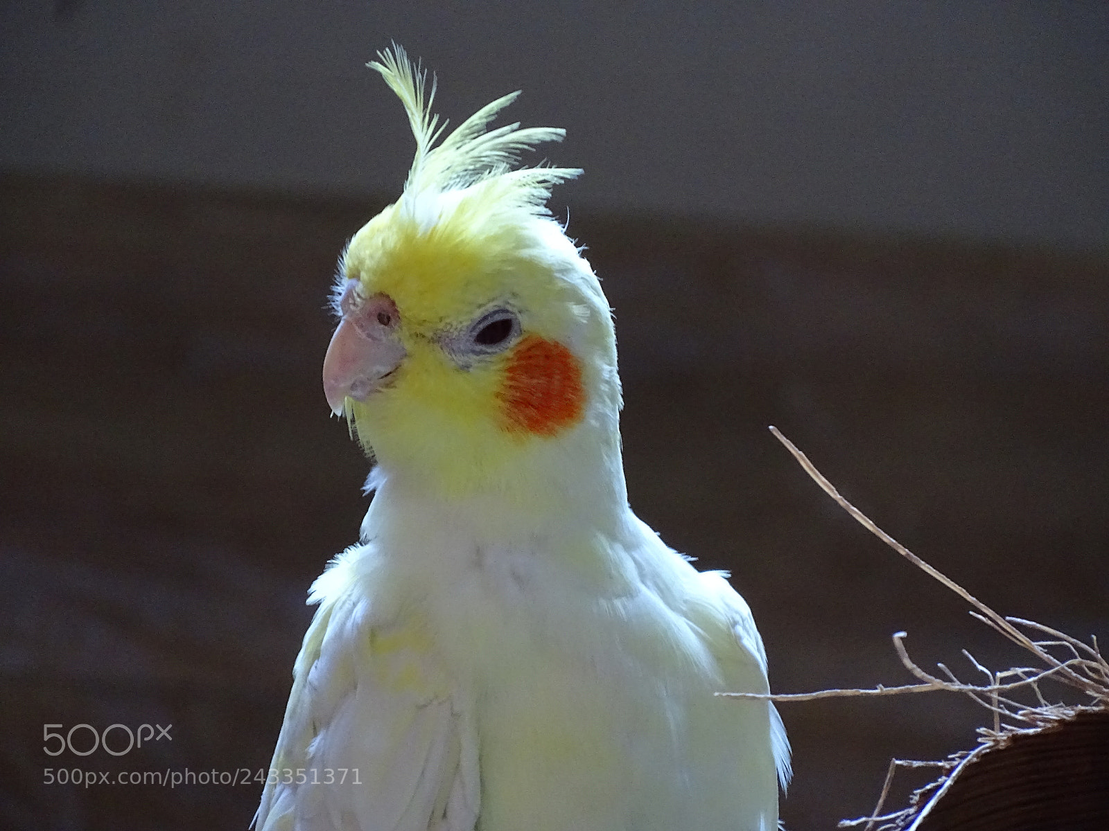 Sony Cyber-shot DSC-HX400V sample photo. Dsc photography
