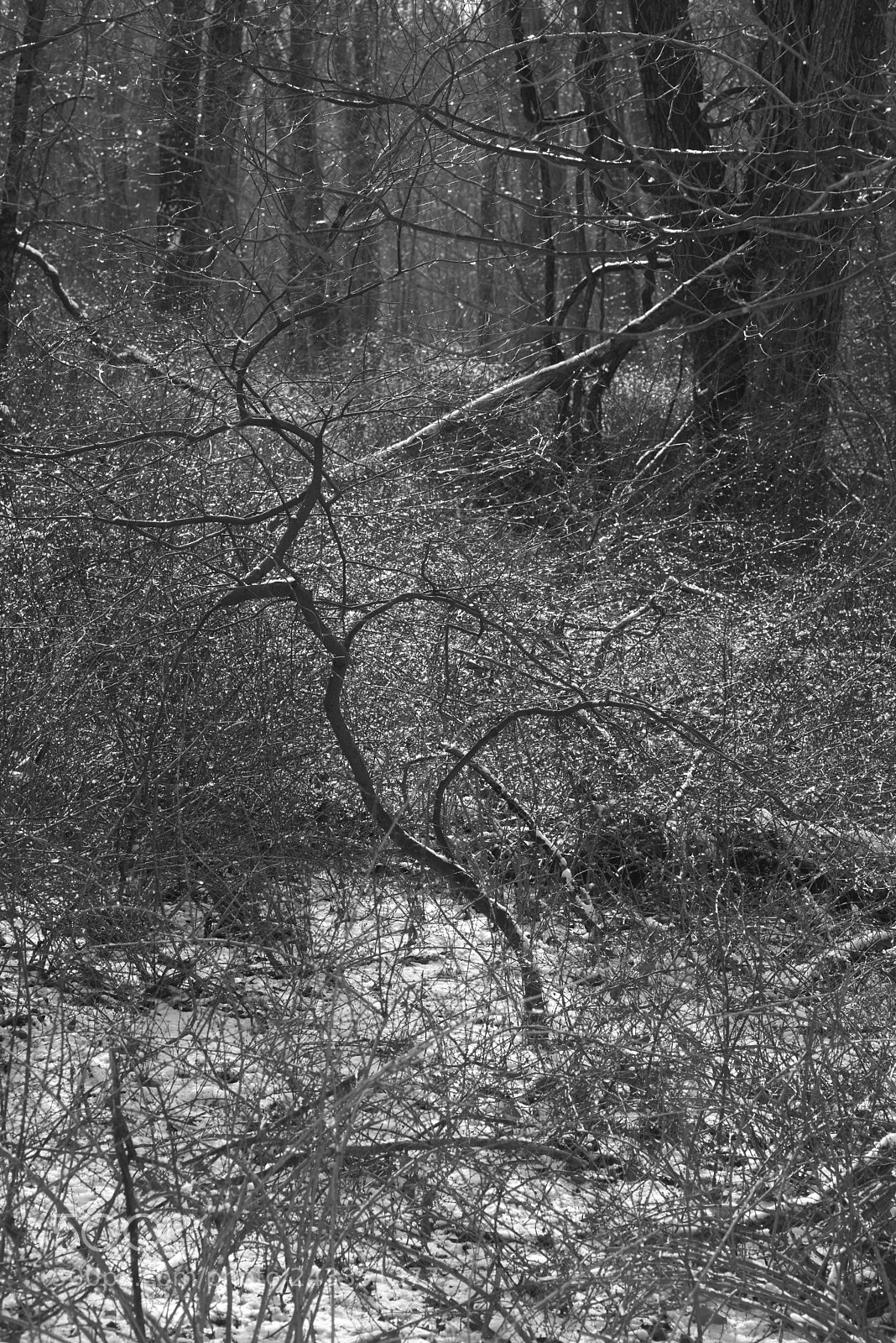 Pentax K-1 sample photo. Ice-sheened forest photography