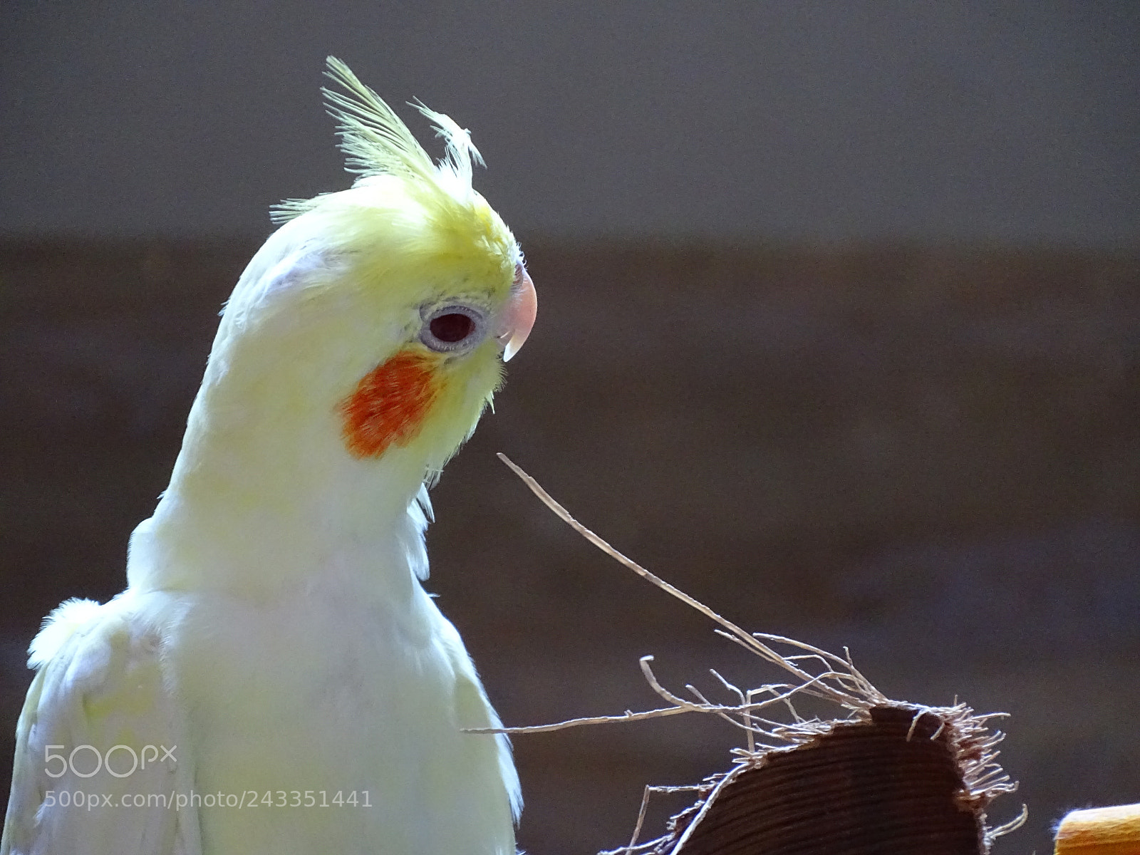 Sony Cyber-shot DSC-HX400V sample photo. Dsc photography