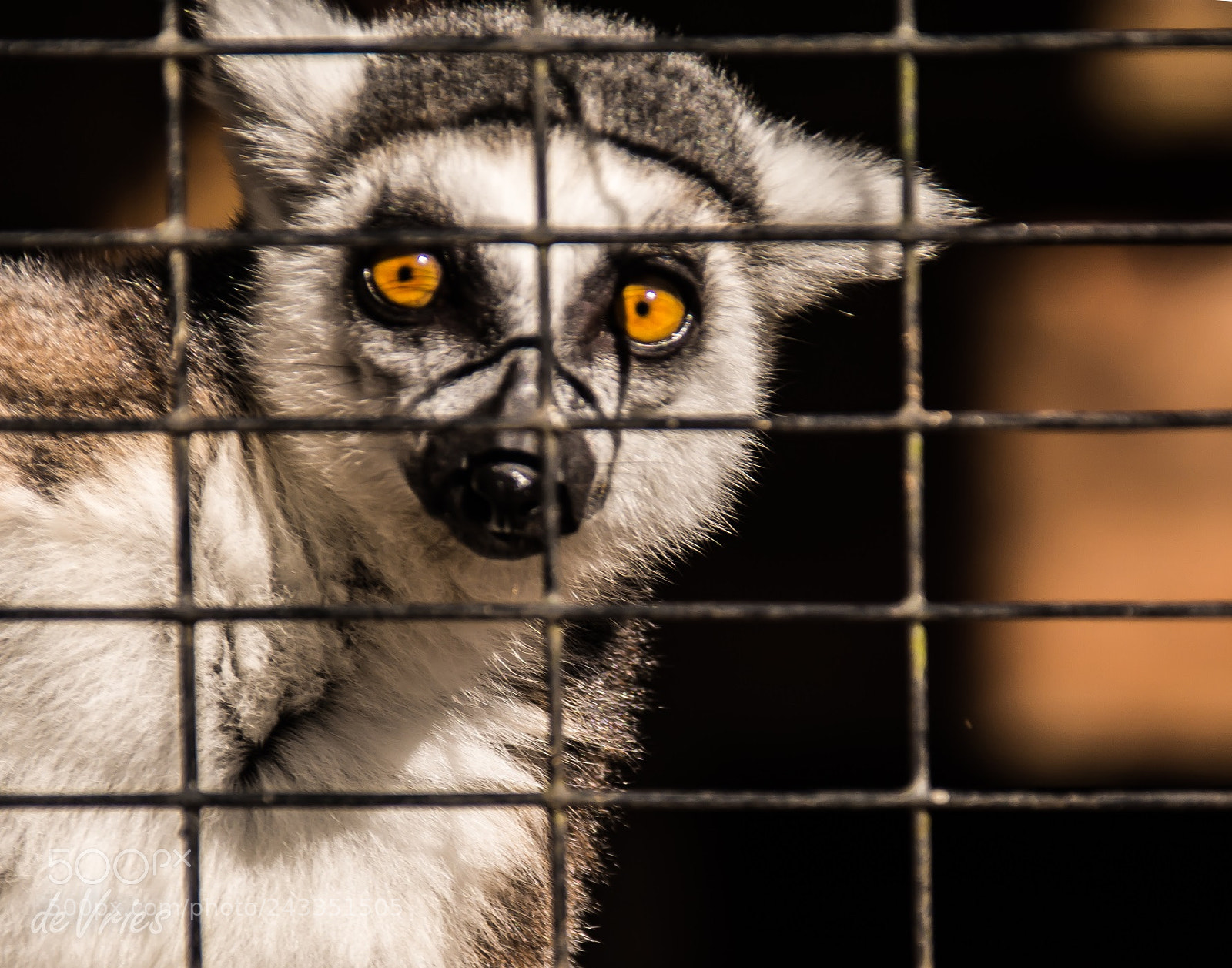 Nikon D7100 sample photo. Ring-tailed lemur . . . photography