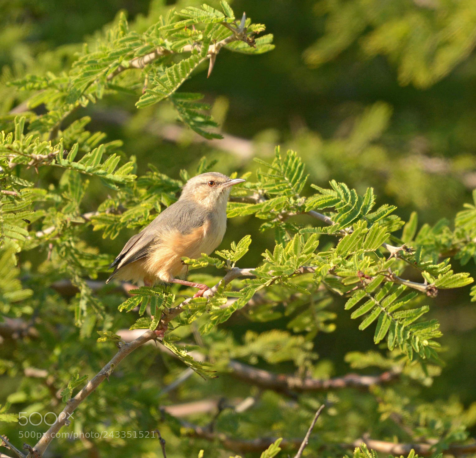 Nikon D7100 sample photo. Long billed crombec. photography