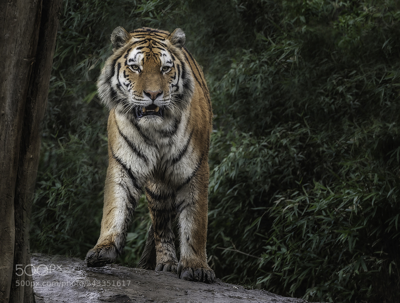 Nikon D700 sample photo. "muddy sibirian tiger" photography