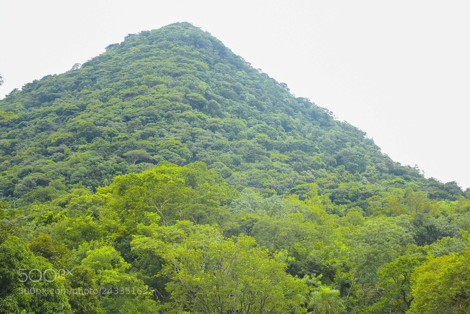 Nikon D7200 sample photo. Pyramid covered by vegetation photography