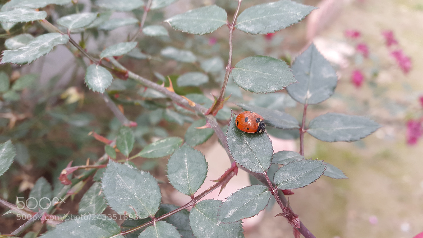 Samsung Galaxy S5 sample photo. Lady bird within green photography