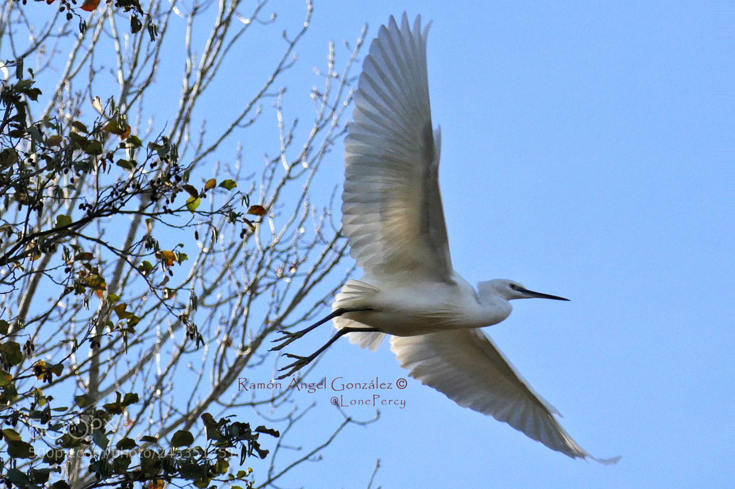 Panasonic Lumix DMC-ZS100 (Lumix DMC-TZ100) sample photo. Garceta com n elevando photography