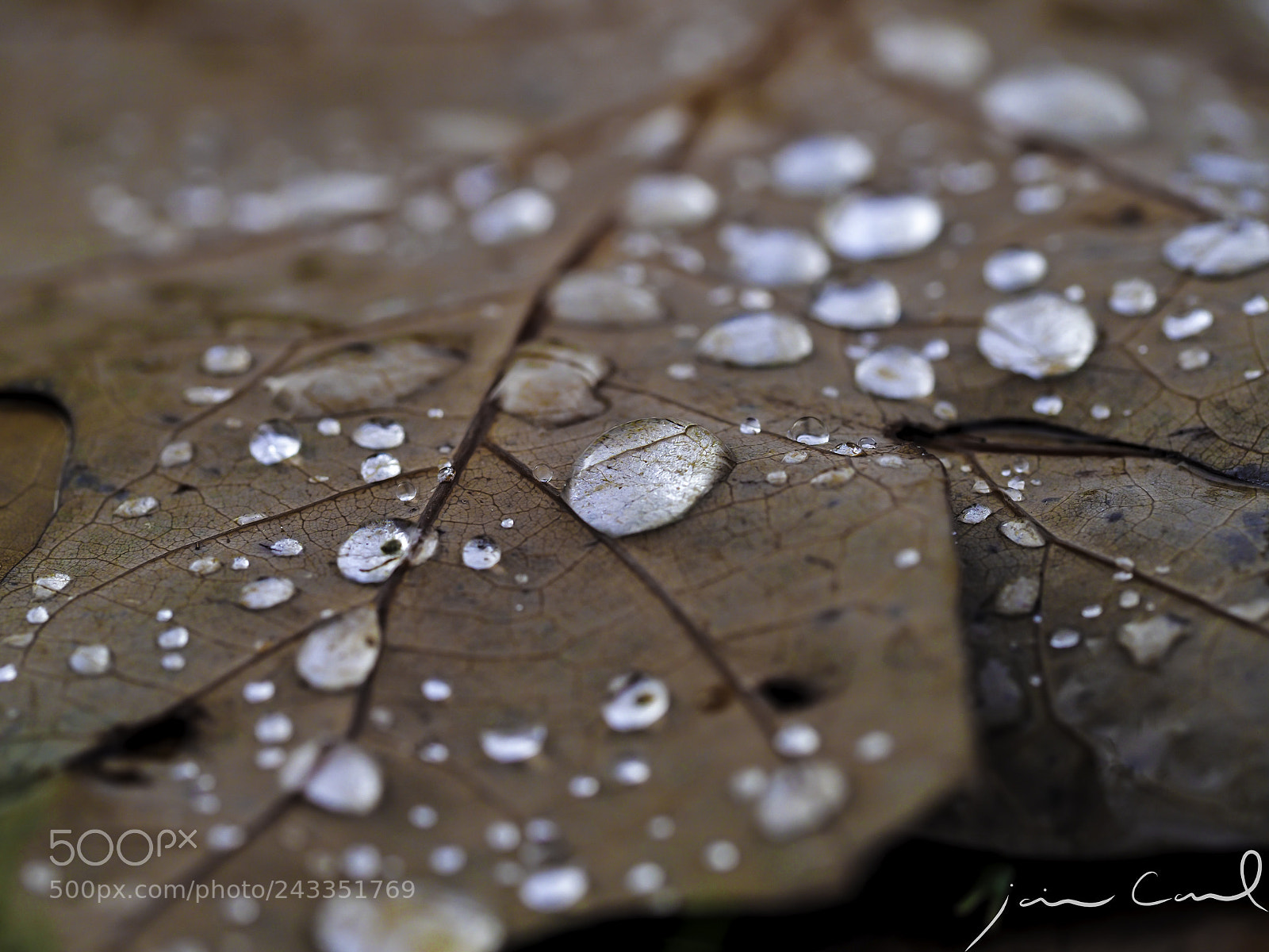 Olympus OM-D E-M1 Mark II sample photo. Rain drops remnants on photography