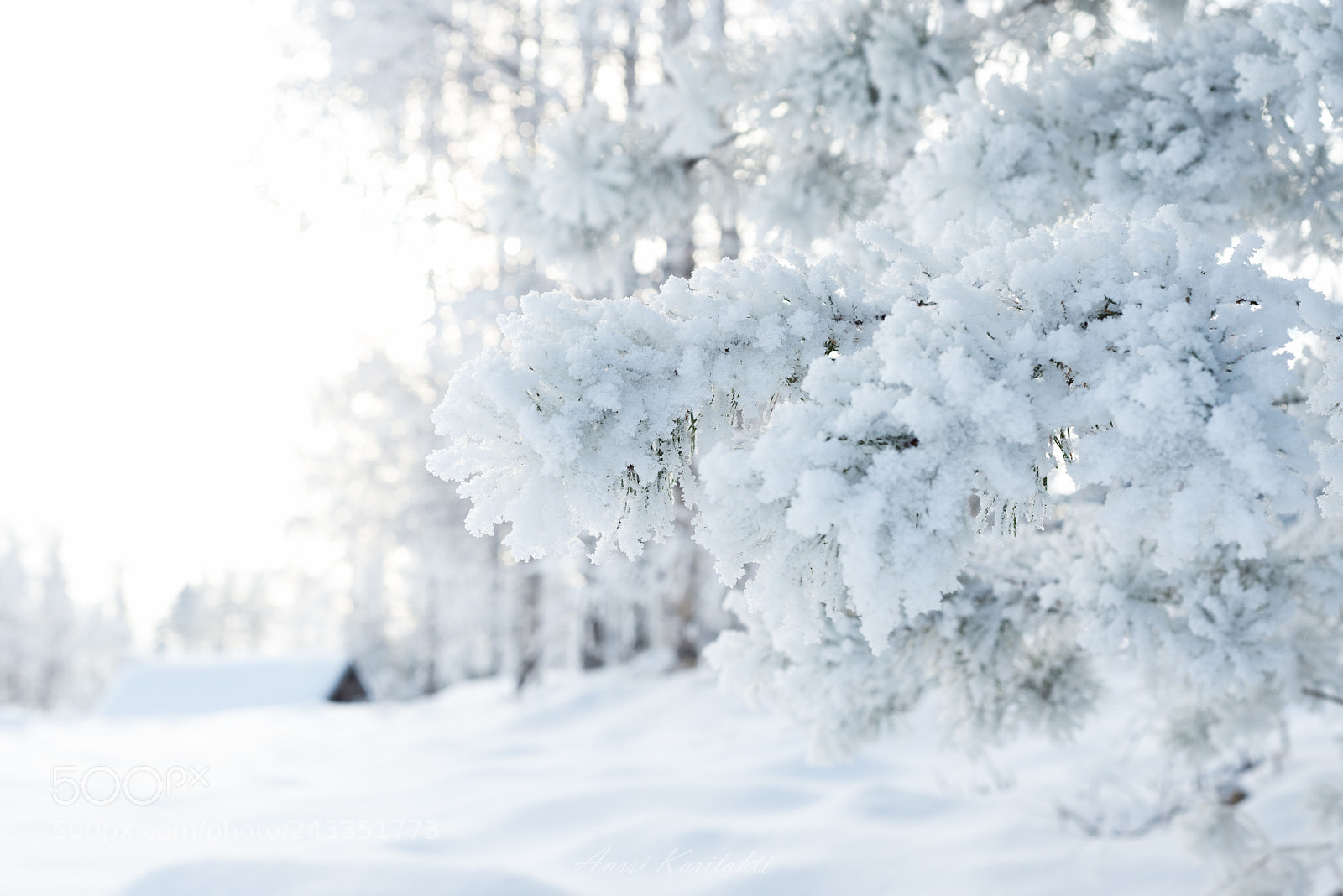 Nikon D600 sample photo. White nature photography