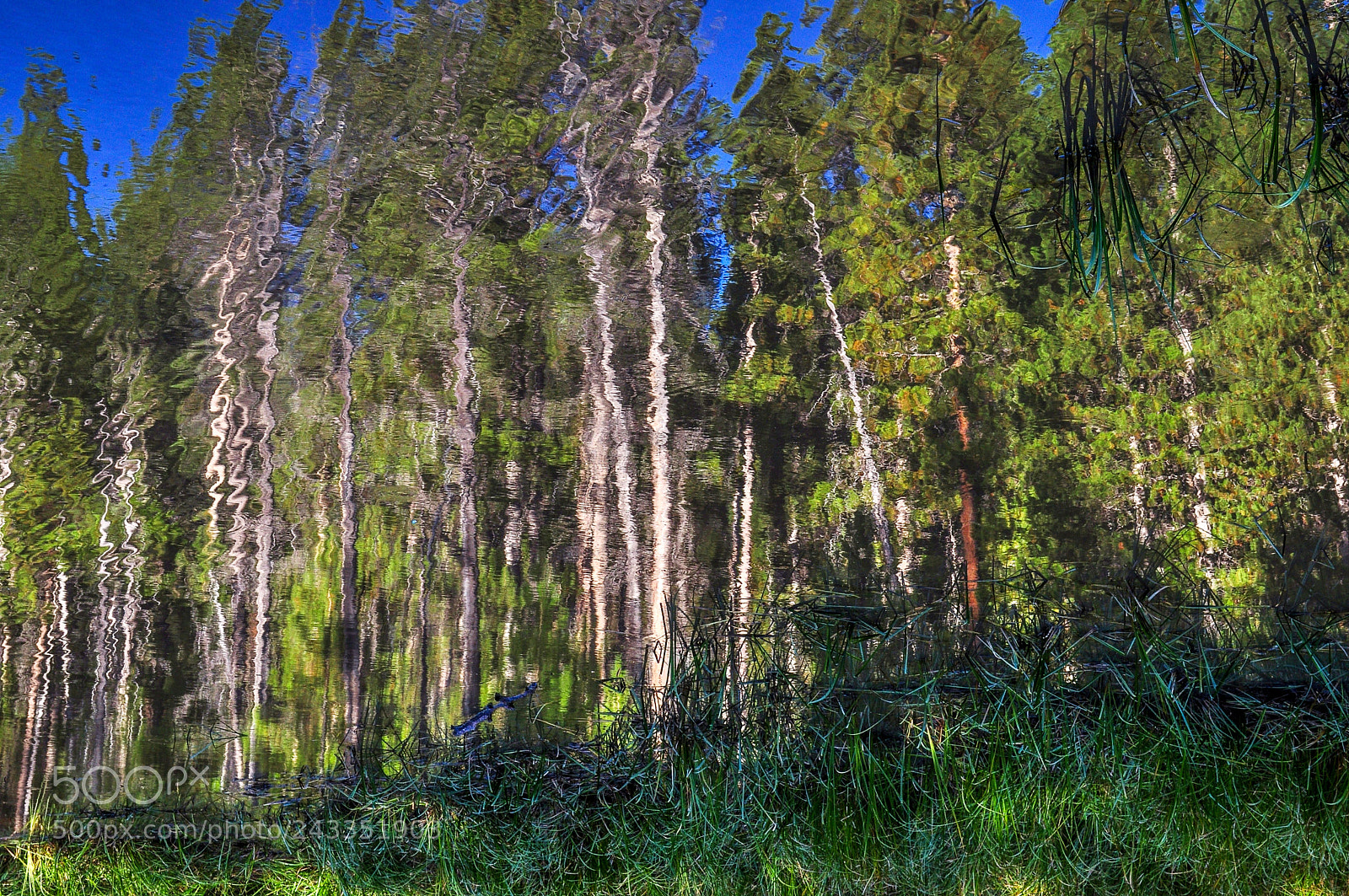Nikon D5000 sample photo. Aspen pine reflecting in photography