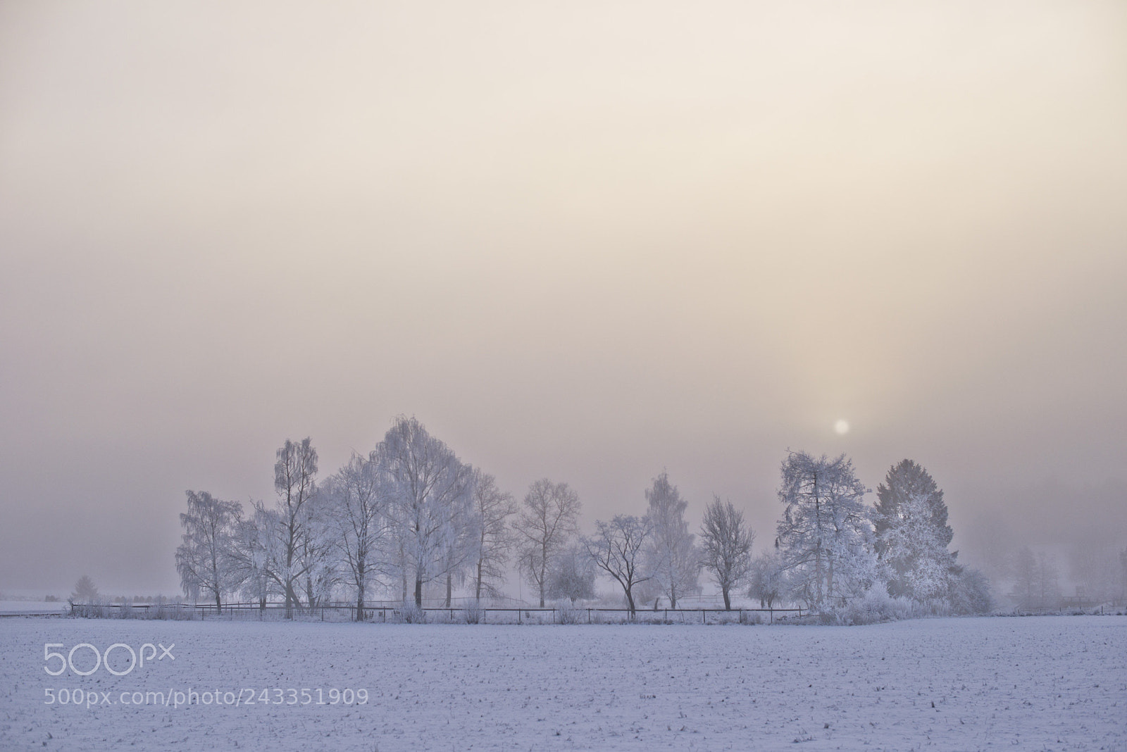 Nikon D610 sample photo. Good morning sunshine! photography