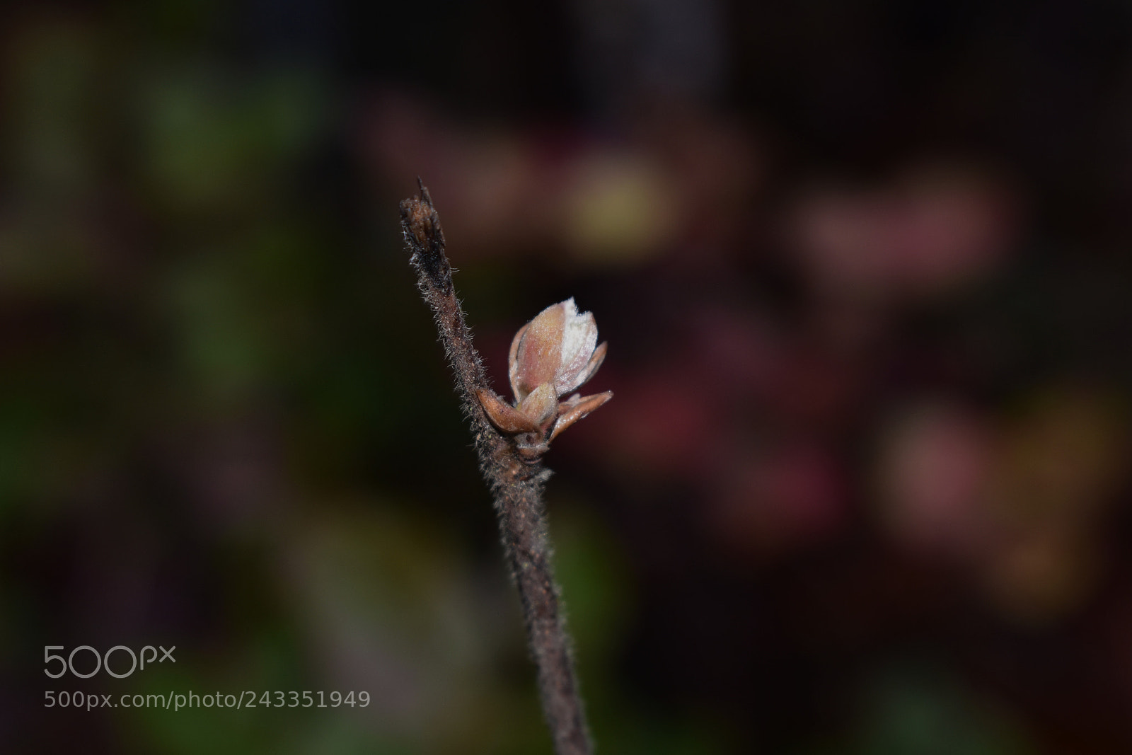 Nikon D3400 sample photo. Sprouting photography