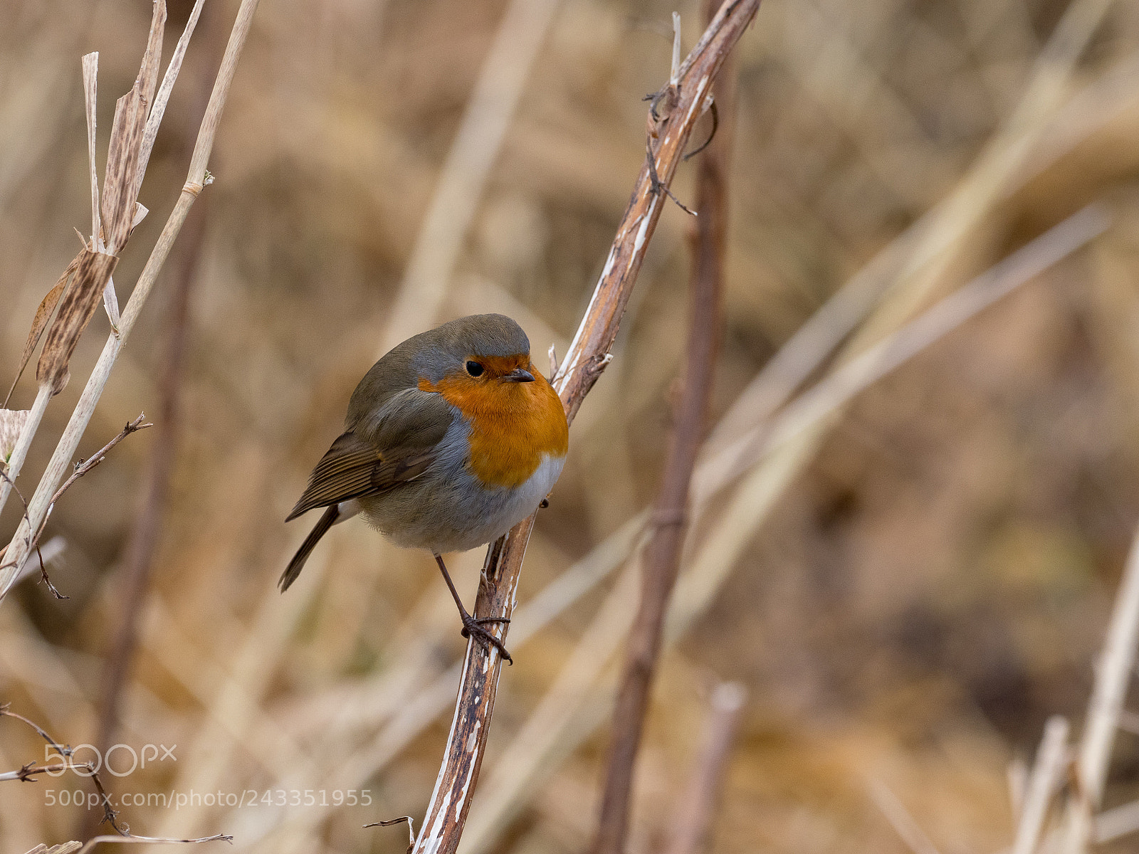 Olympus OM-D E-M1 Mark II sample photo. Robin photography