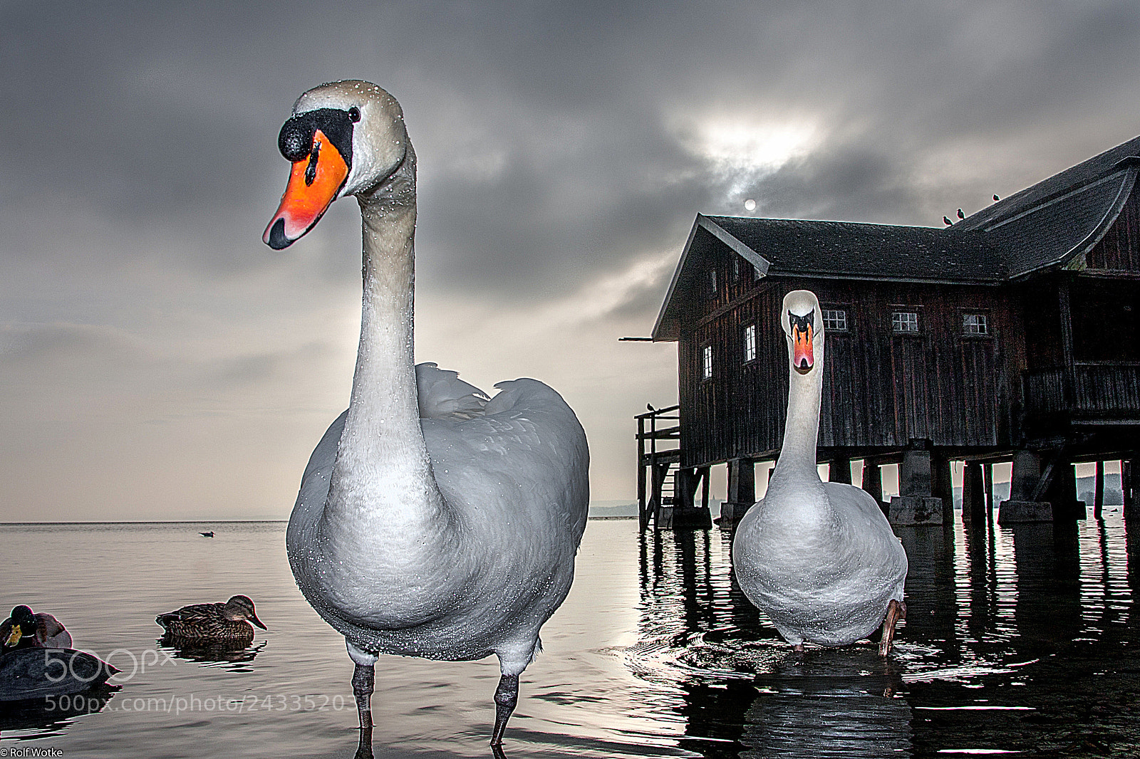 Canon EOS 40D sample photo. Schwan ammersee photography