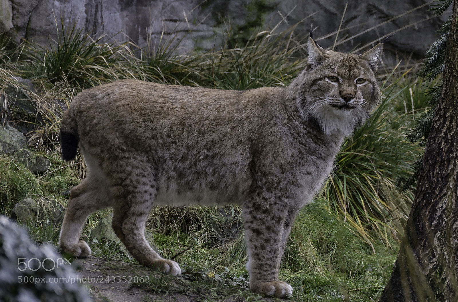 Nikon D7100 sample photo. Luchs photography