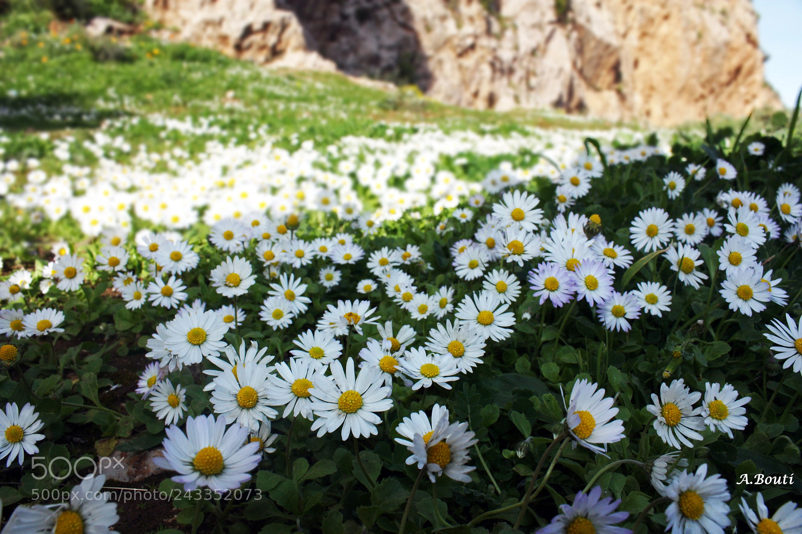 Canon EOS 450D (EOS Rebel XSi / EOS Kiss X2) sample photo. White flower chenoua tipaza photography