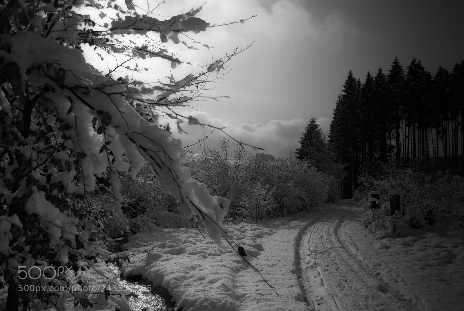 Nikon D60 sample photo. The mystic winter in photography