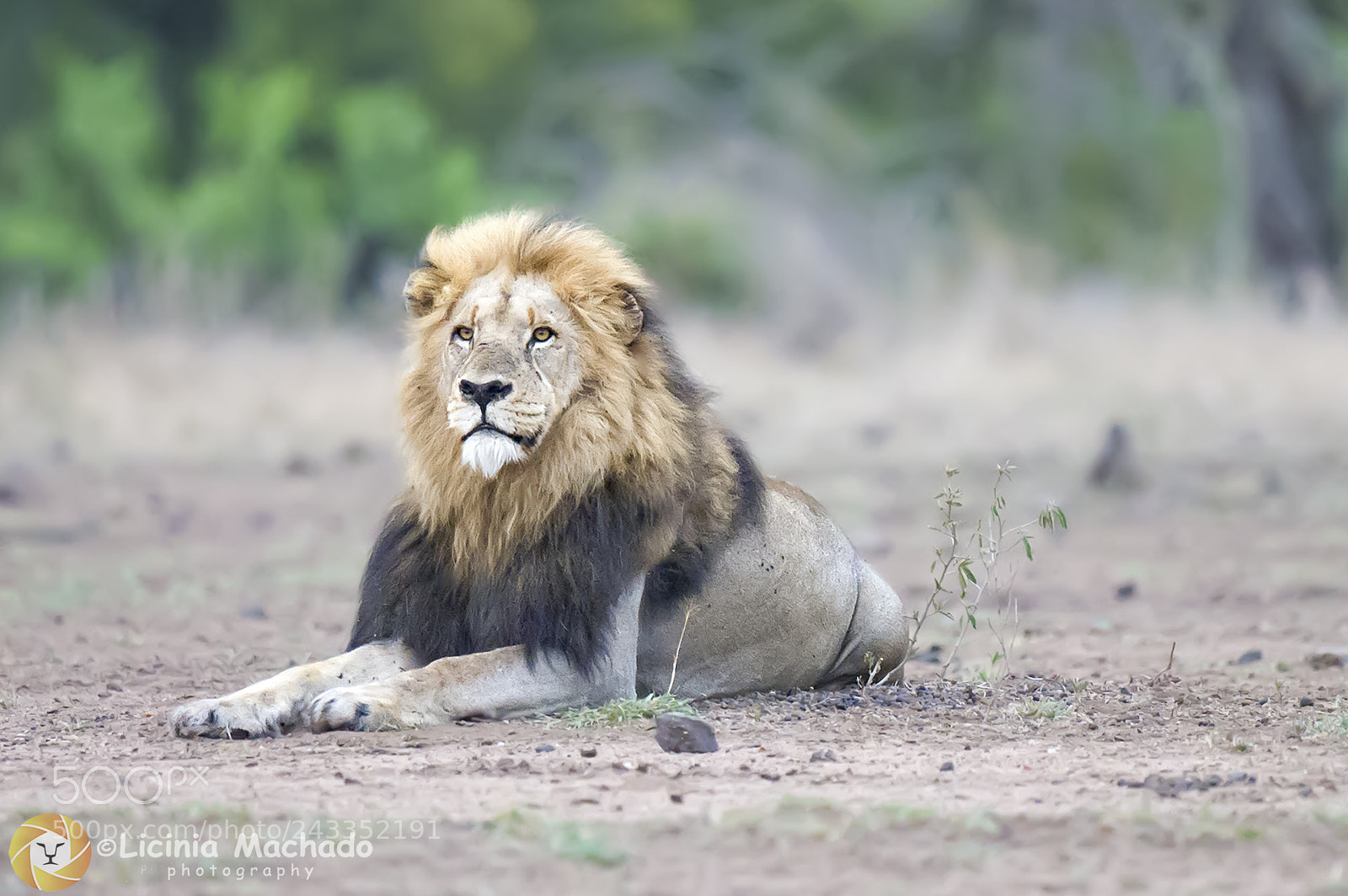 Nikon D3S sample photo. Lion king photography