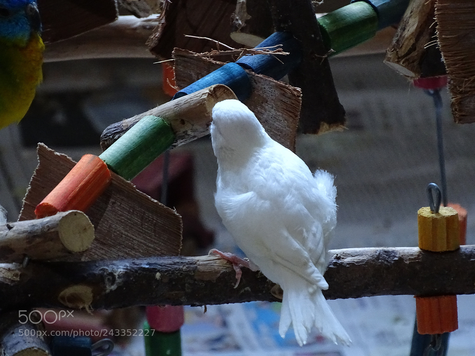 Sony Cyber-shot DSC-HX400V sample photo. Dsc photography