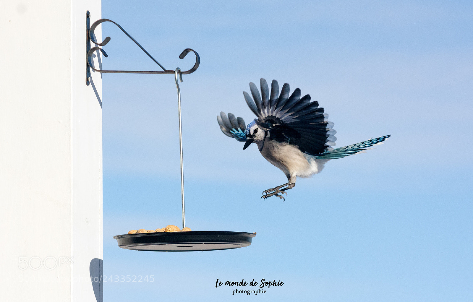 Nikon D7100 sample photo. Blue sky and blue photography