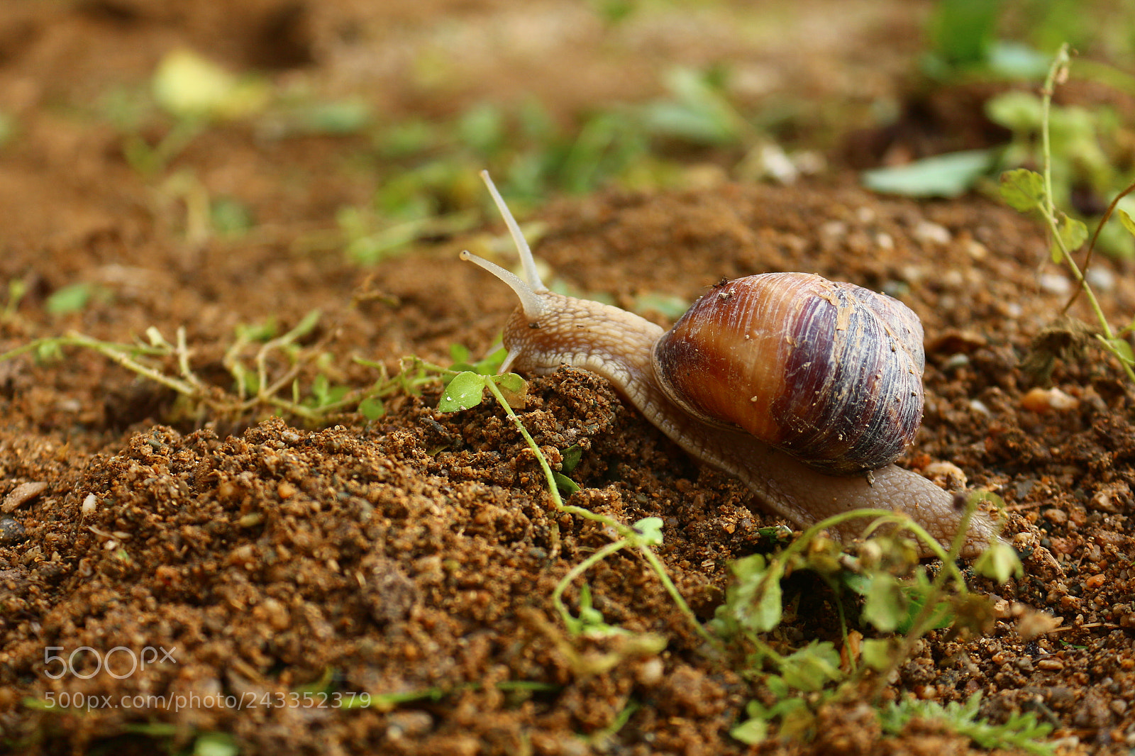Canon EOS 650D (EOS Rebel T4i / EOS Kiss X6i) sample photo. Snail photography