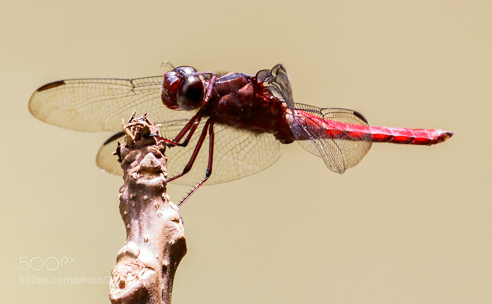 Canon EOS 750D (EOS Rebel T6i / EOS Kiss X8i) sample photo. Red dragonfly photography