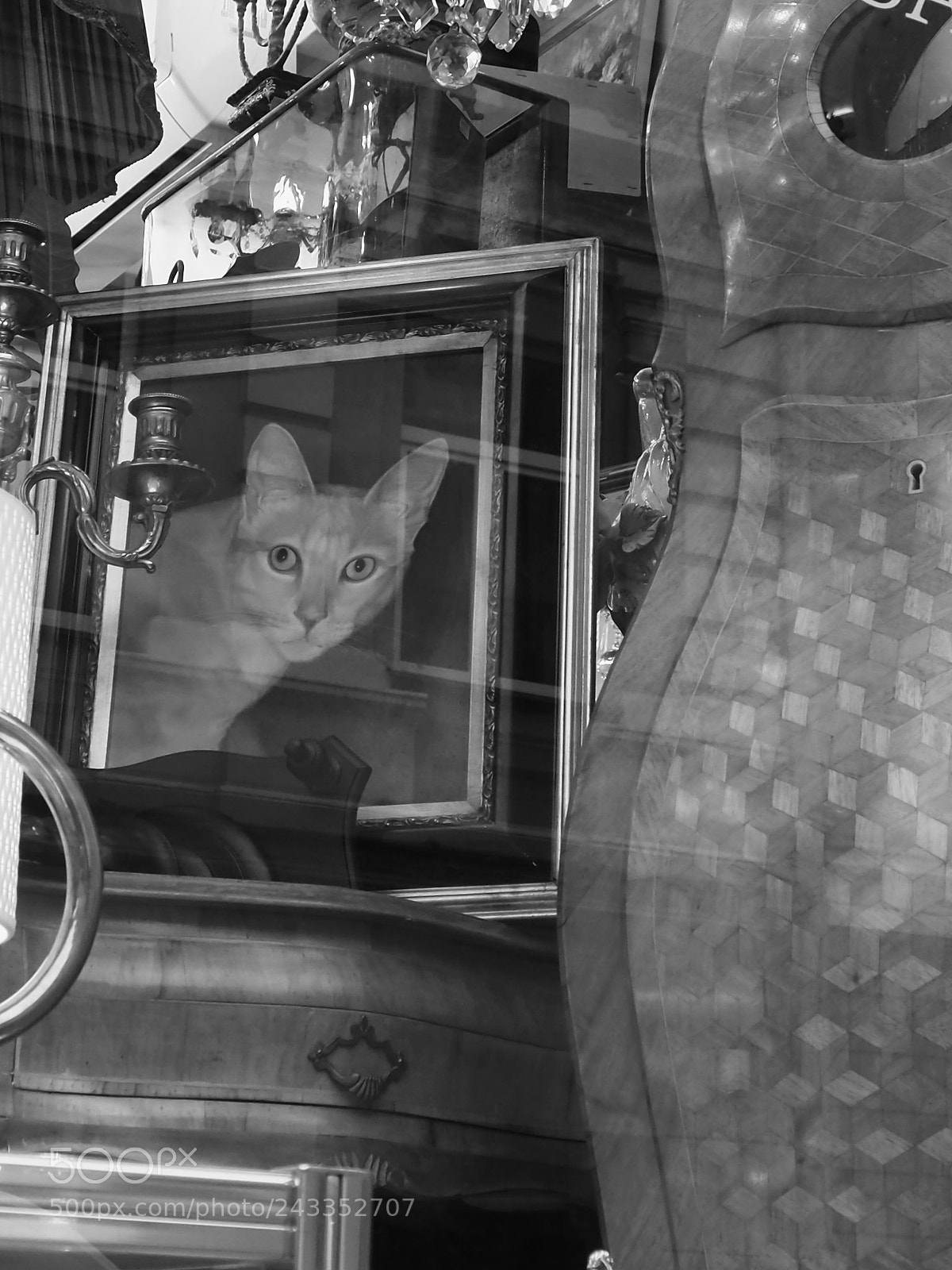 Olympus OM-D E-M10 II sample photo. Cat from the last photography