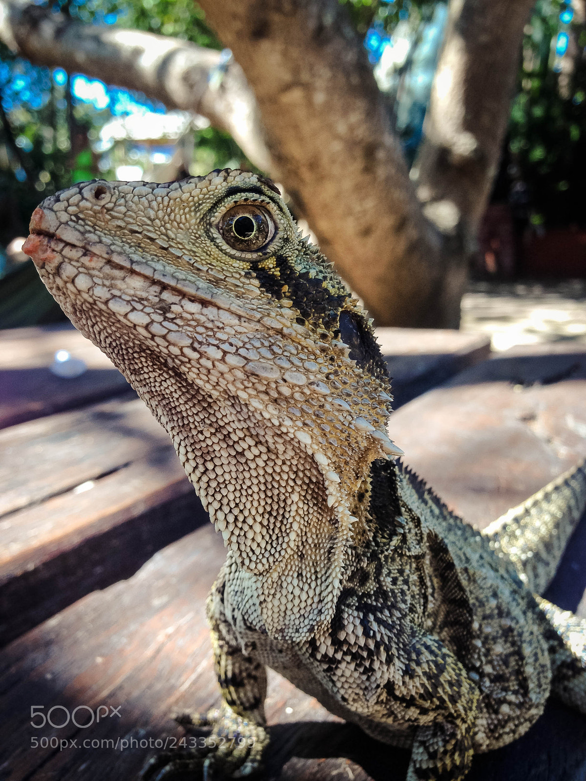 Apple iPhone 5 sample photo. Australian water dragon photography