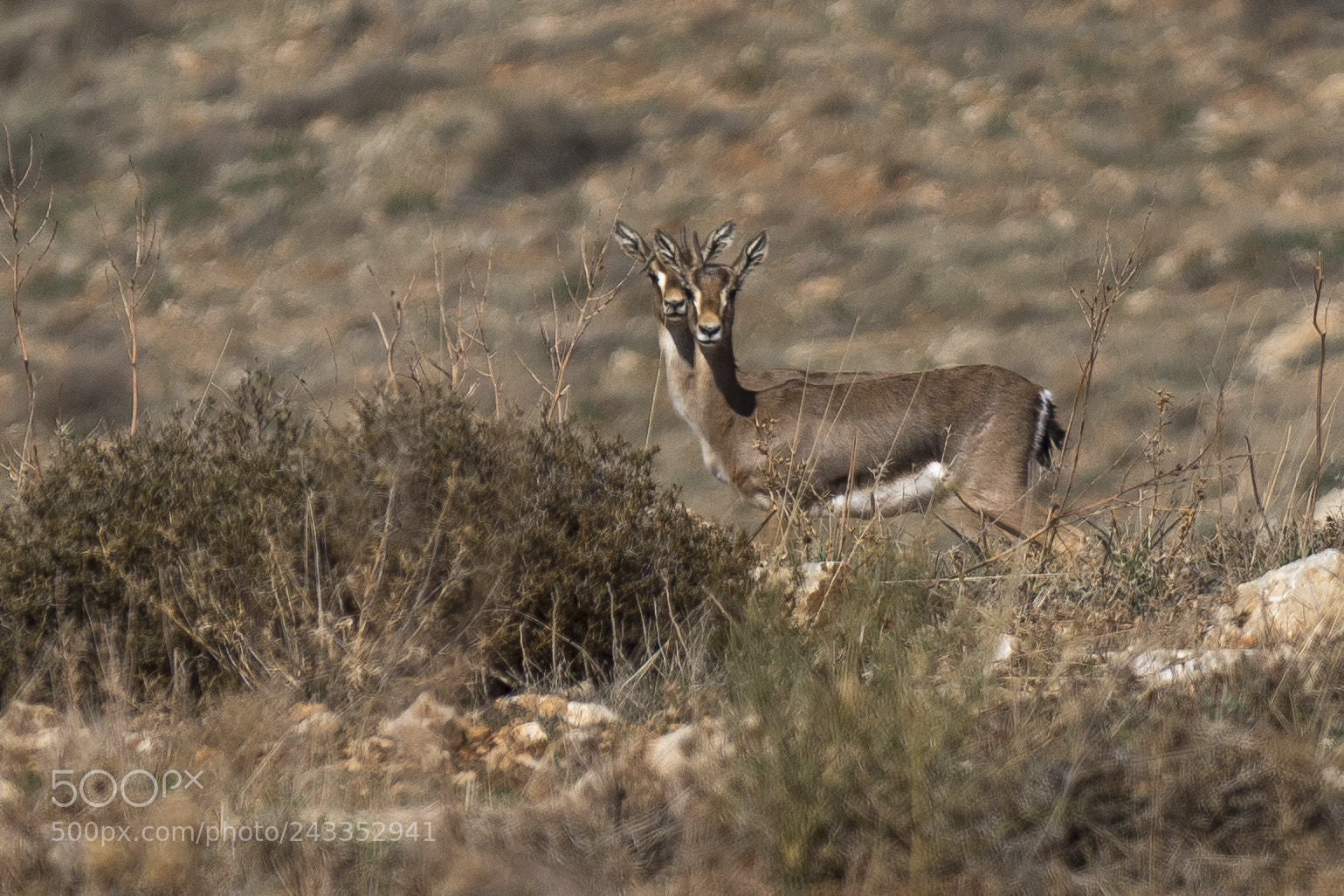 Sony a7R II sample photo. Gazelle photography