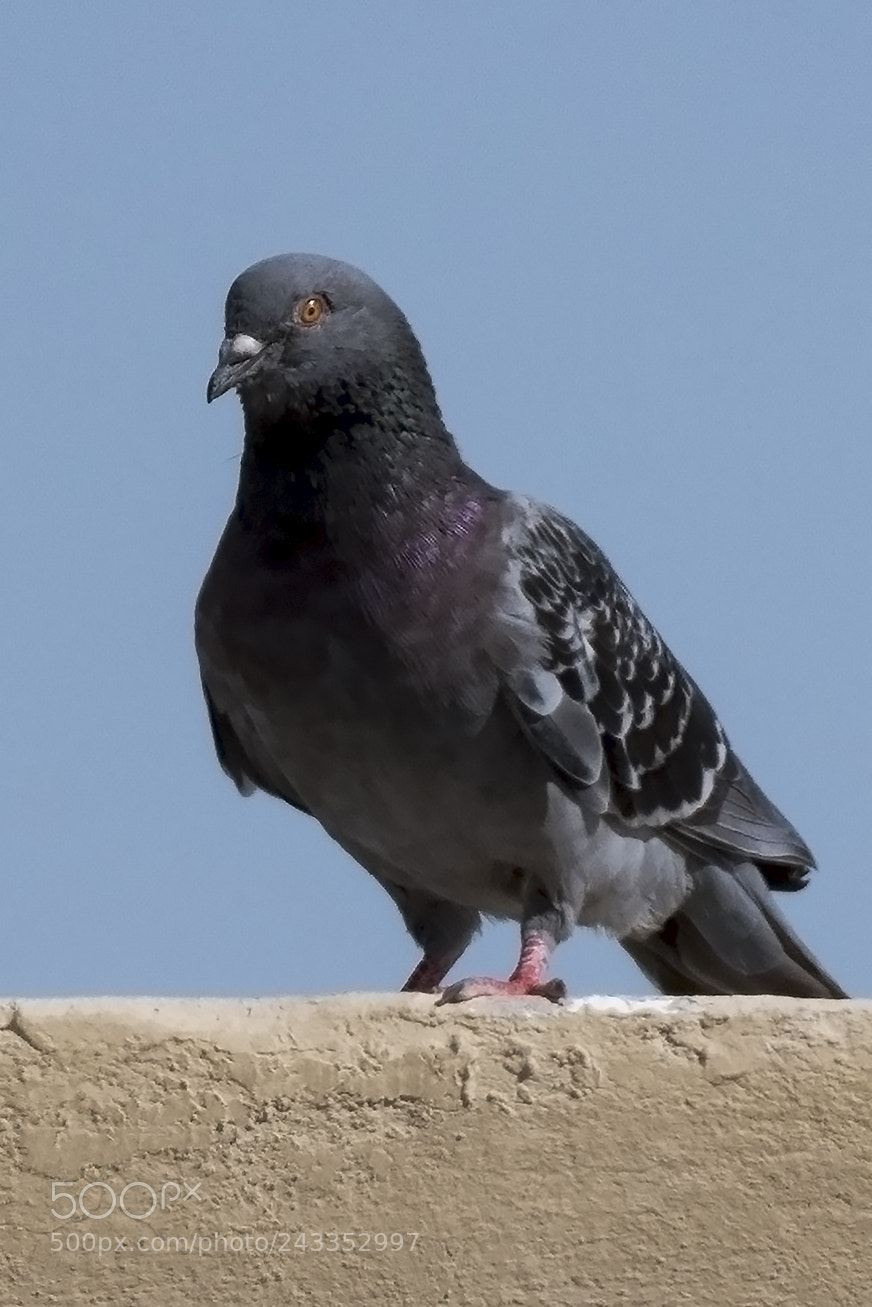 Nikon D500 sample photo. Pigeon photography