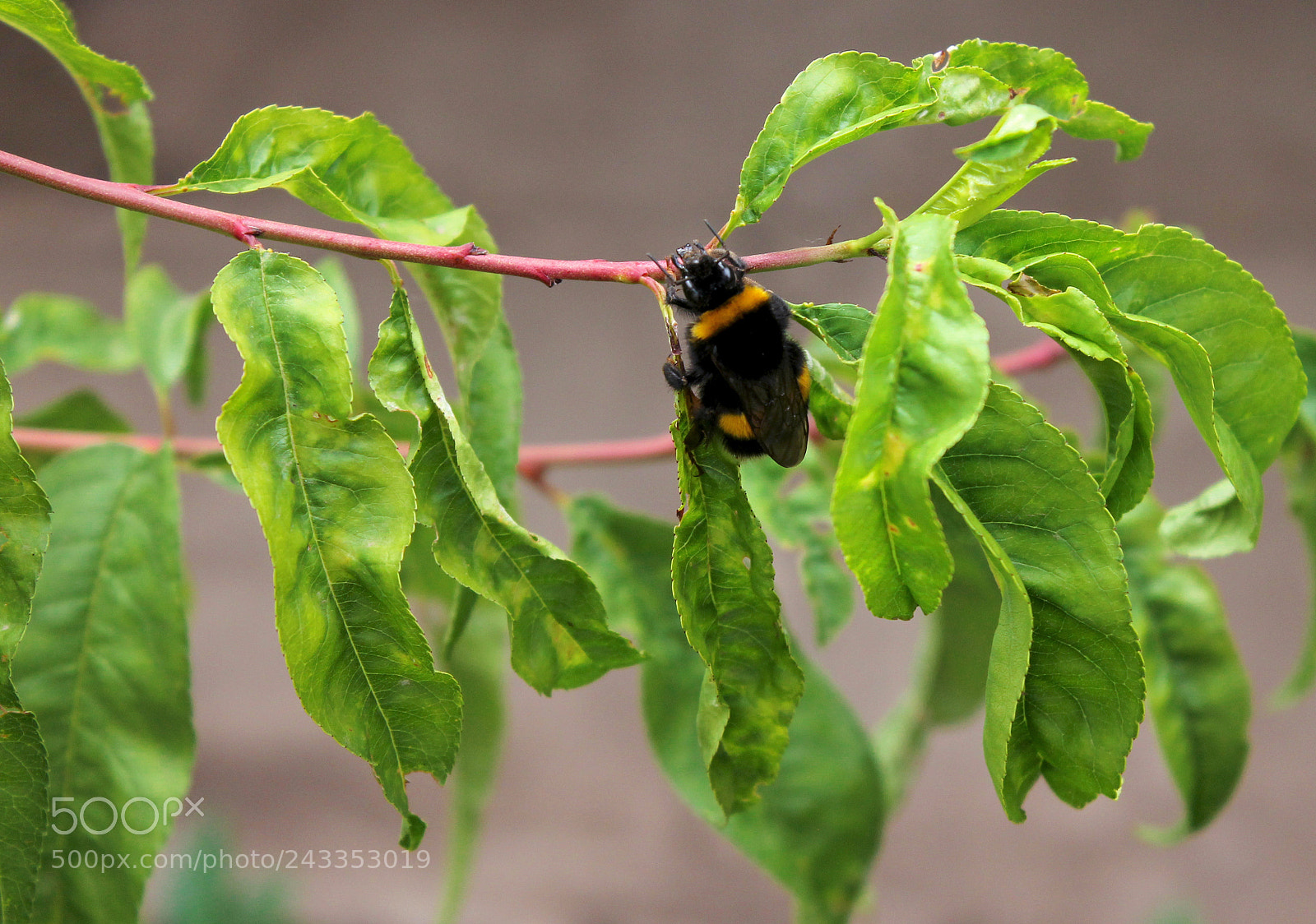 Canon EOS 1100D (EOS Rebel T3 / EOS Kiss X50) sample photo. Bombus photography