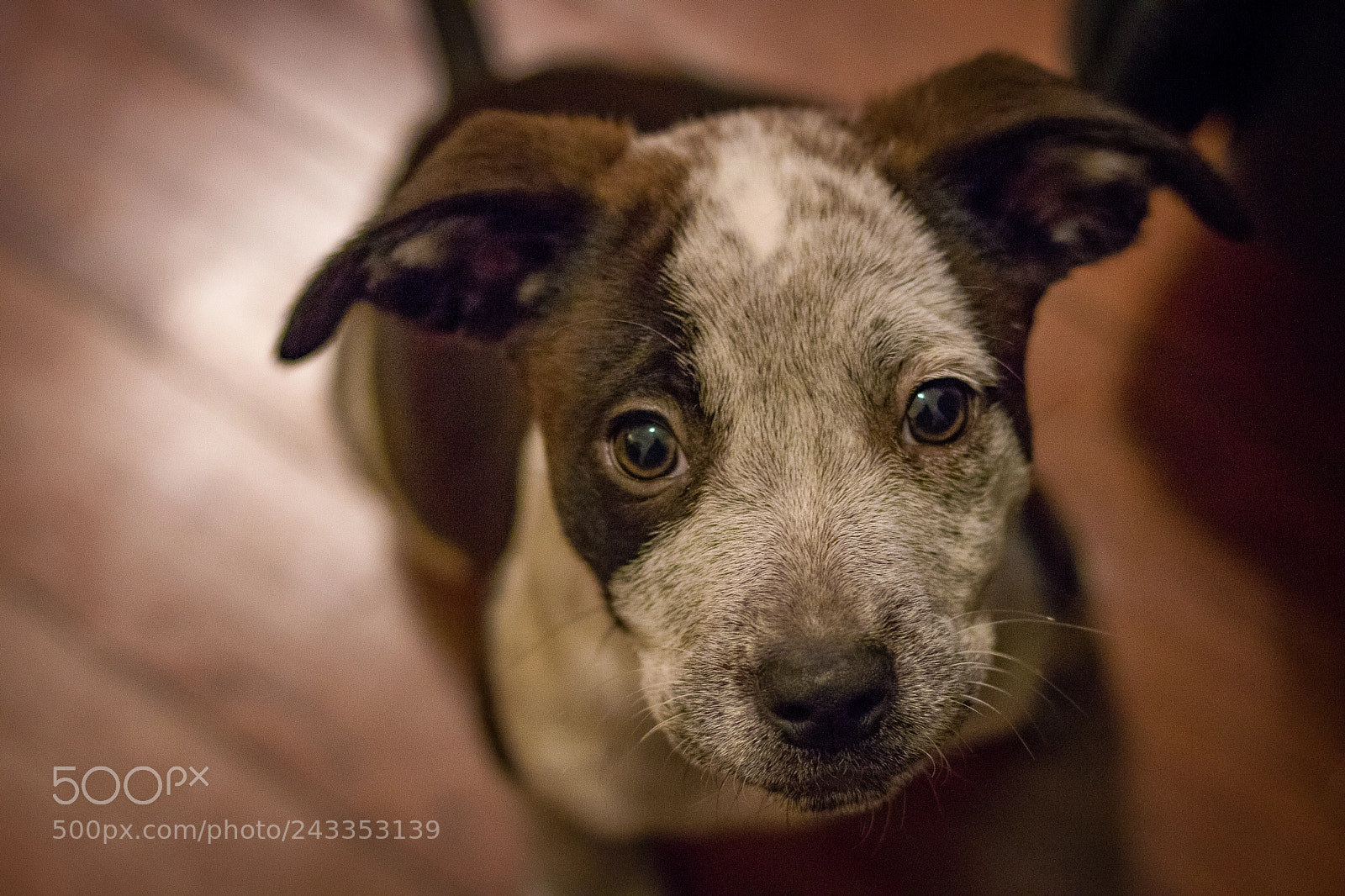 Canon EOS 750D (EOS Rebel T6i / EOS Kiss X8i) sample photo. Puppy love photography