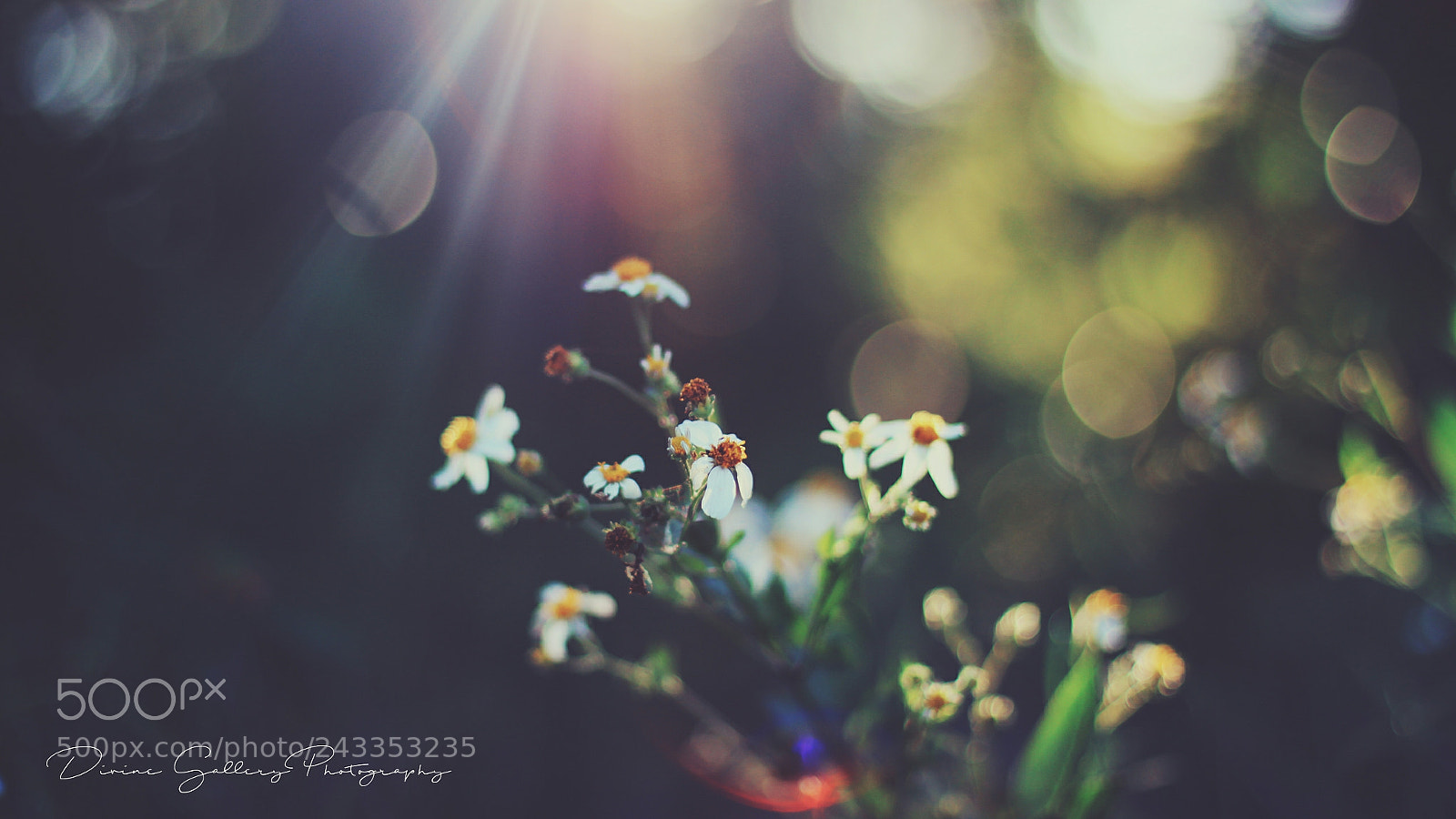 Canon EOS 50D sample photo. Untitled photography