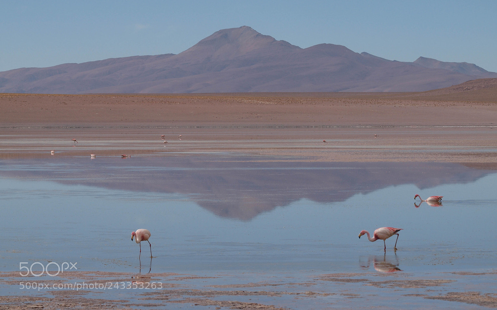 Olympus E-620 (EVOLT E-620) sample photo. Uyuni reflection with flamingos photography