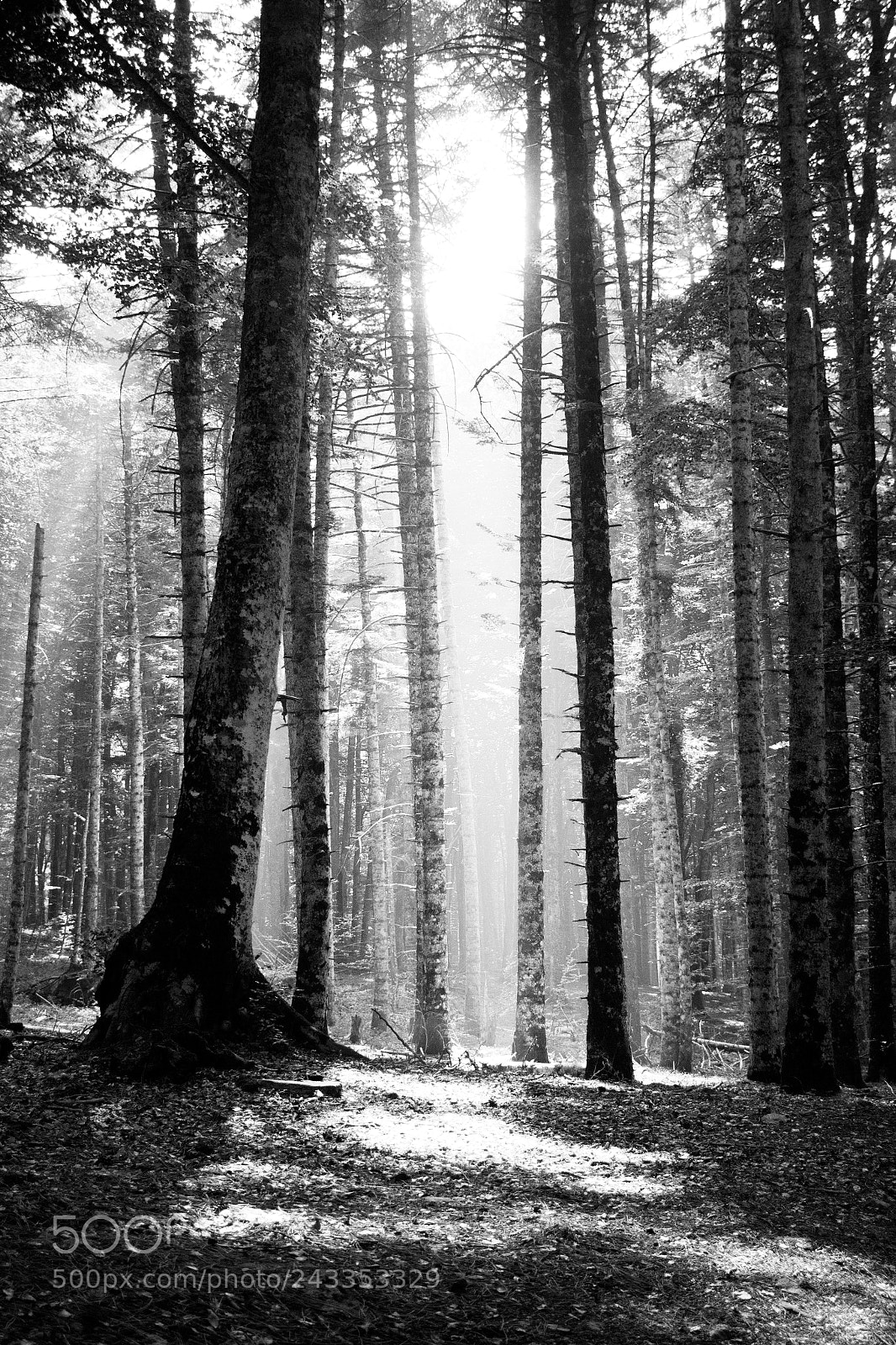 Canon EOS 1200D (EOS Rebel T5 / EOS Kiss X70 / EOS Hi) sample photo. Just a forest photography