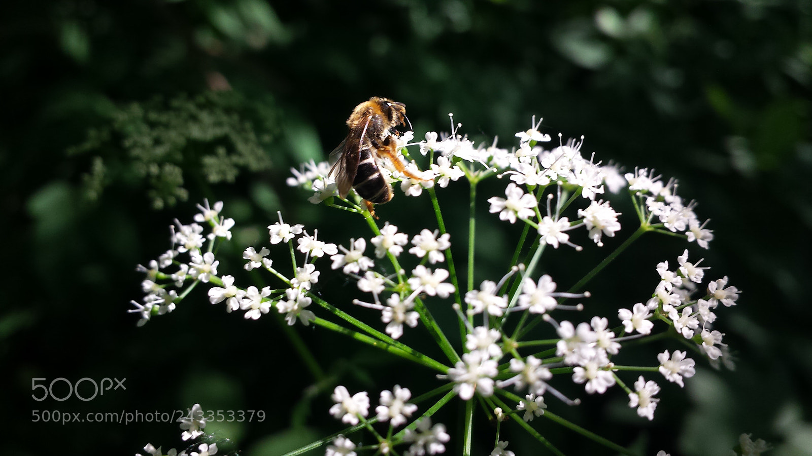 Samsung Galaxy S4 sample photo. Untitled photography