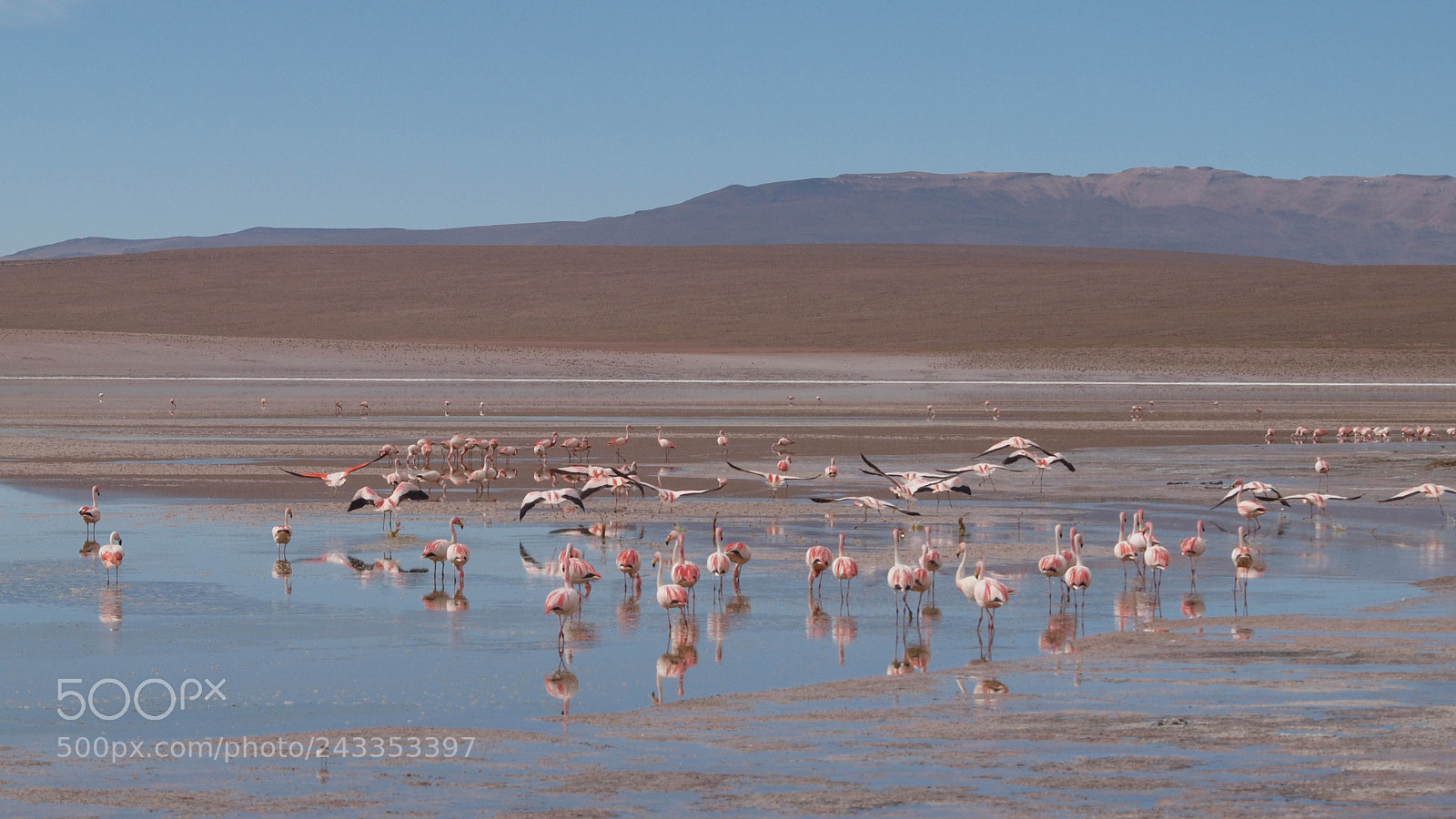 Olympus E-620 (EVOLT E-620) sample photo. Uyuni flamingos photography