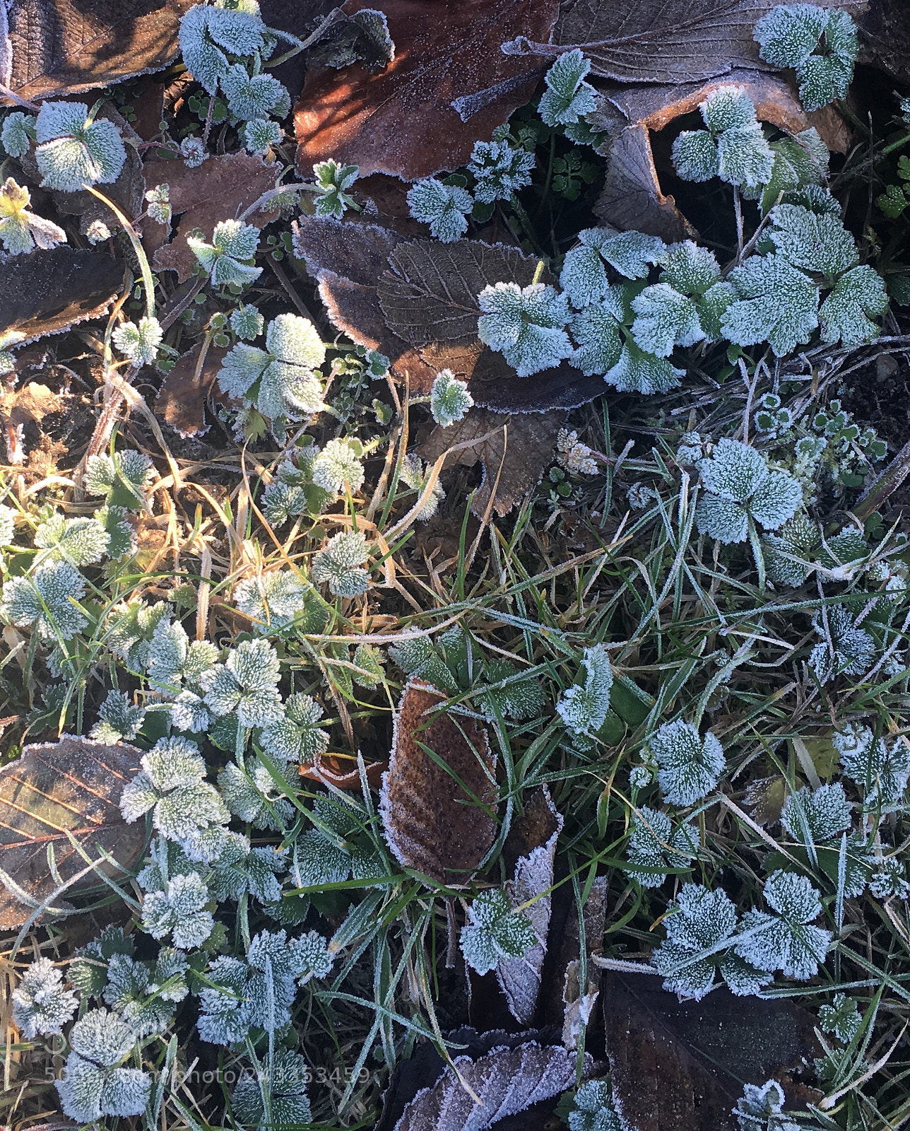Apple iPhone 6s Plus sample photo. Untitled photography