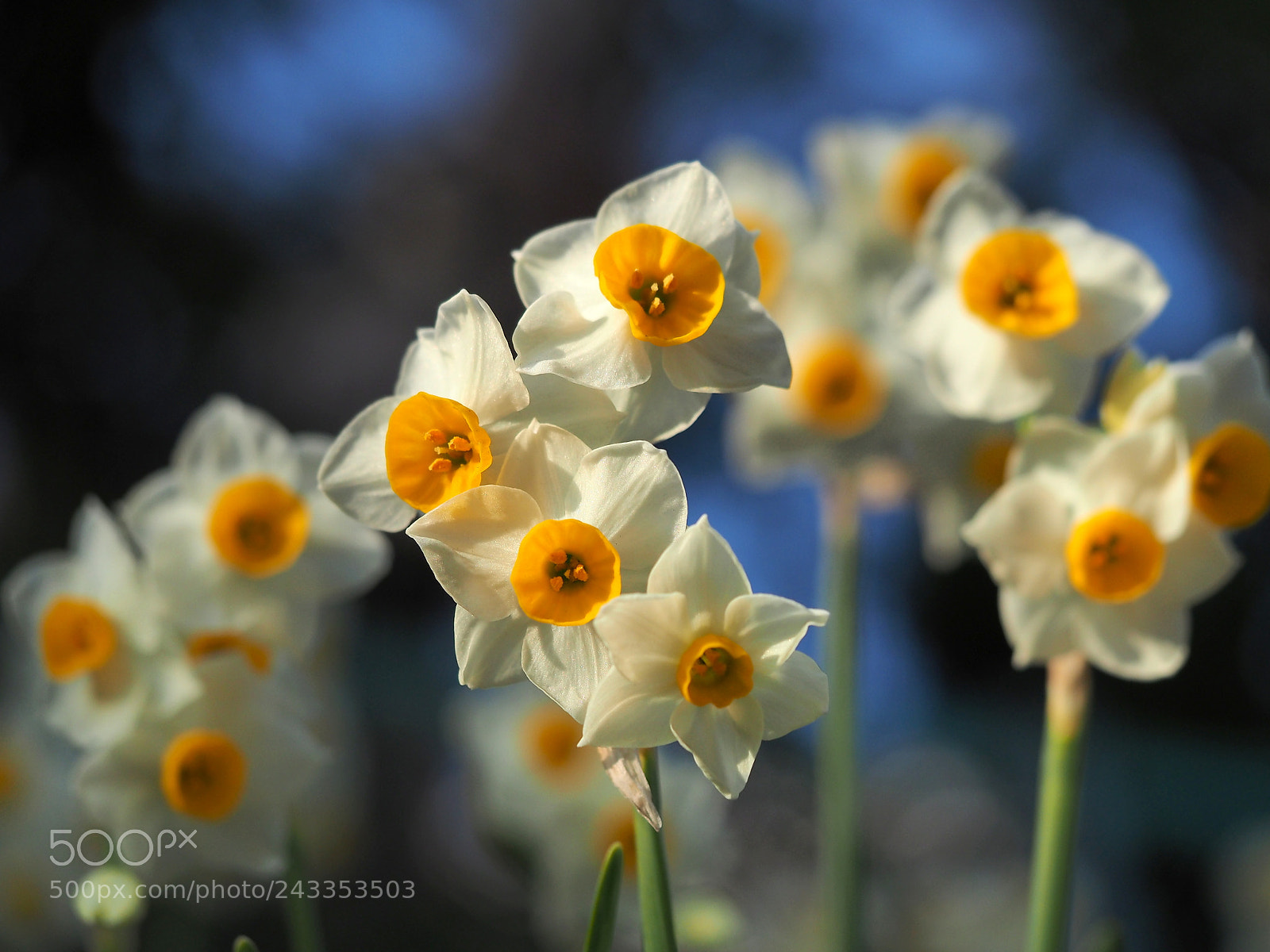 Olympus OM-D E-M1 sample photo. Seven daffodils photography