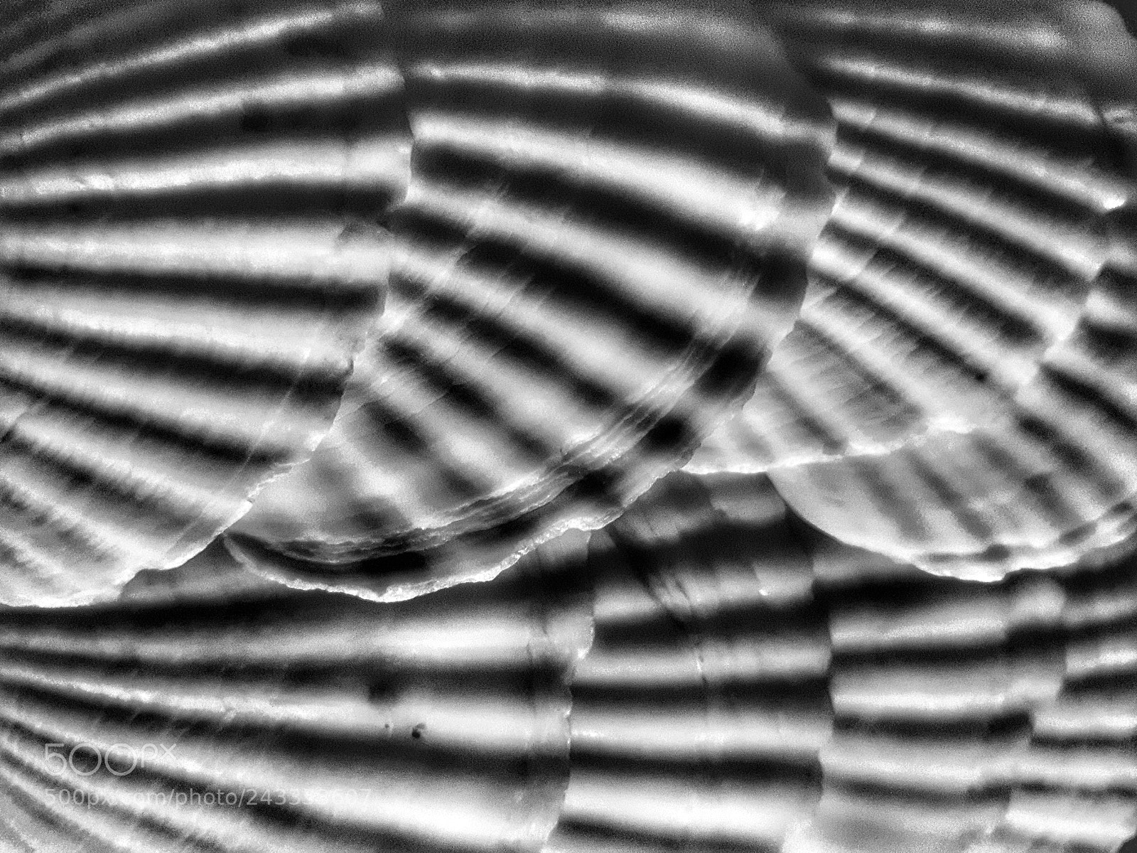 Samsung Galaxy S5 Neo sample photo. Shell texture photography