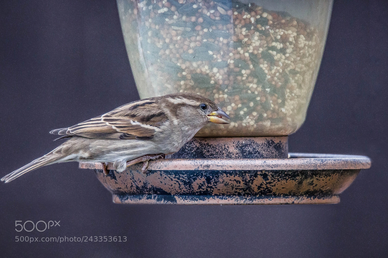 Canon EOS 600D (Rebel EOS T3i / EOS Kiss X5) sample photo. Little bird photography