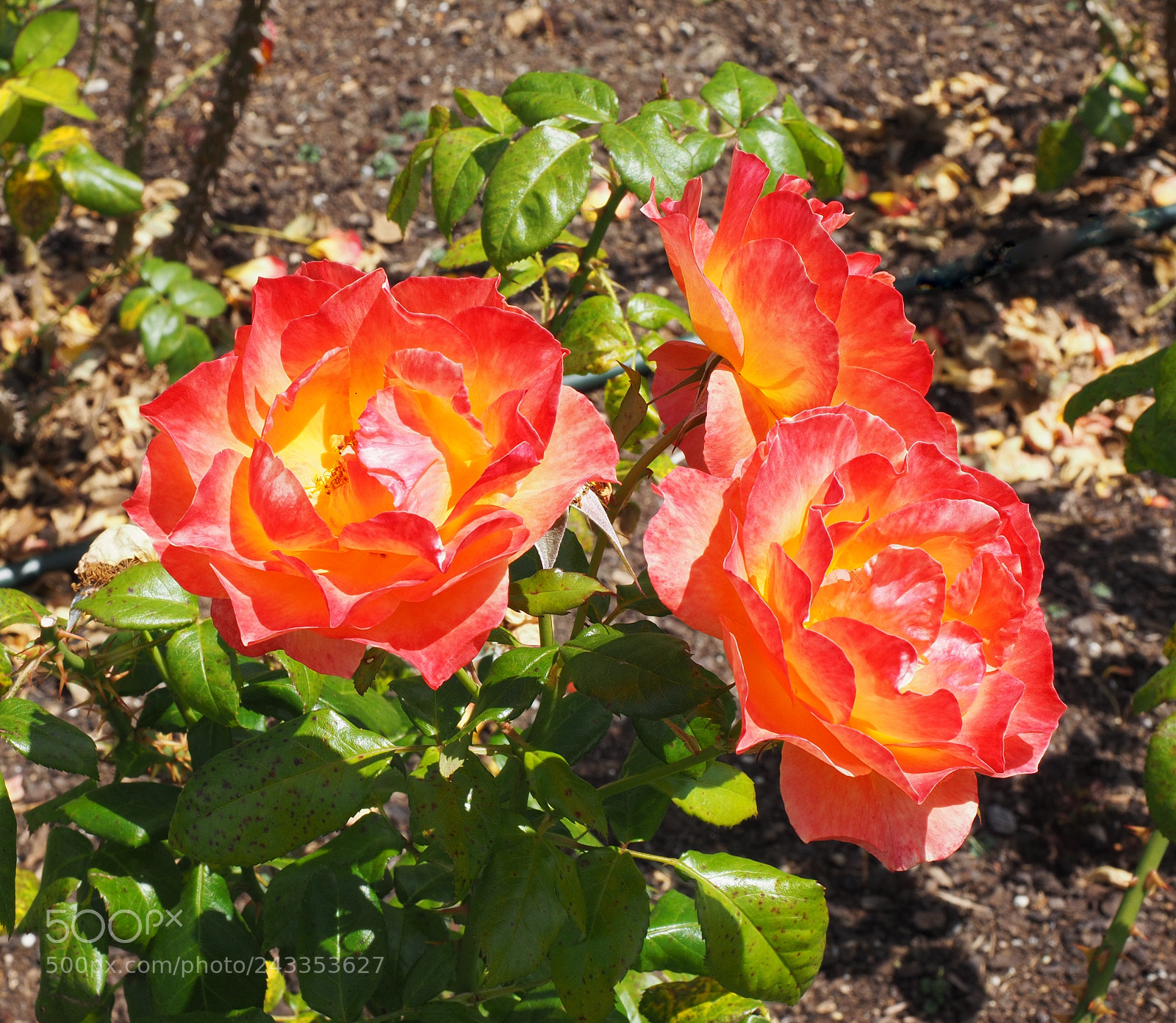 Olympus OM-D E-M1 sample photo. Roses photography