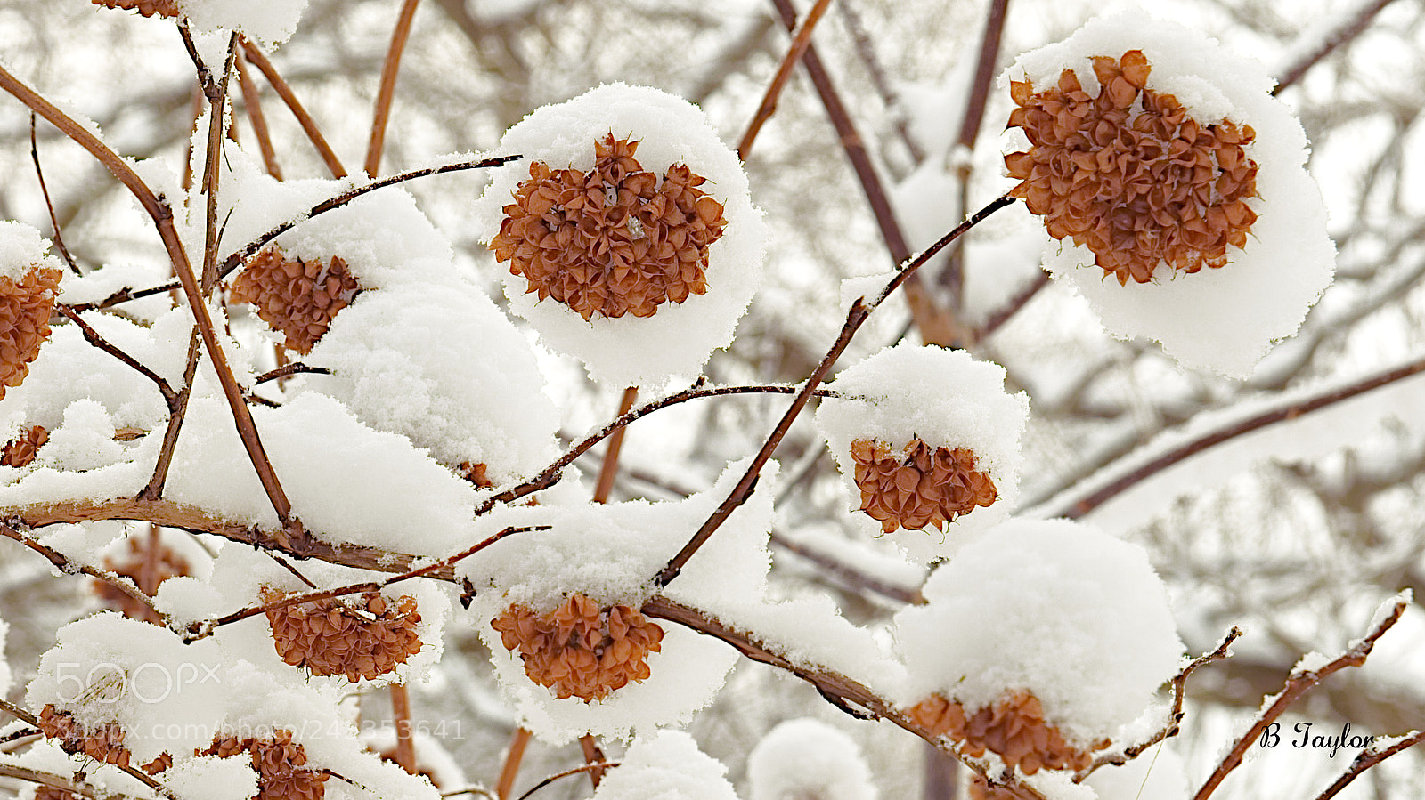 Sony SLT-A57 sample photo. Snow capped flowers photography
