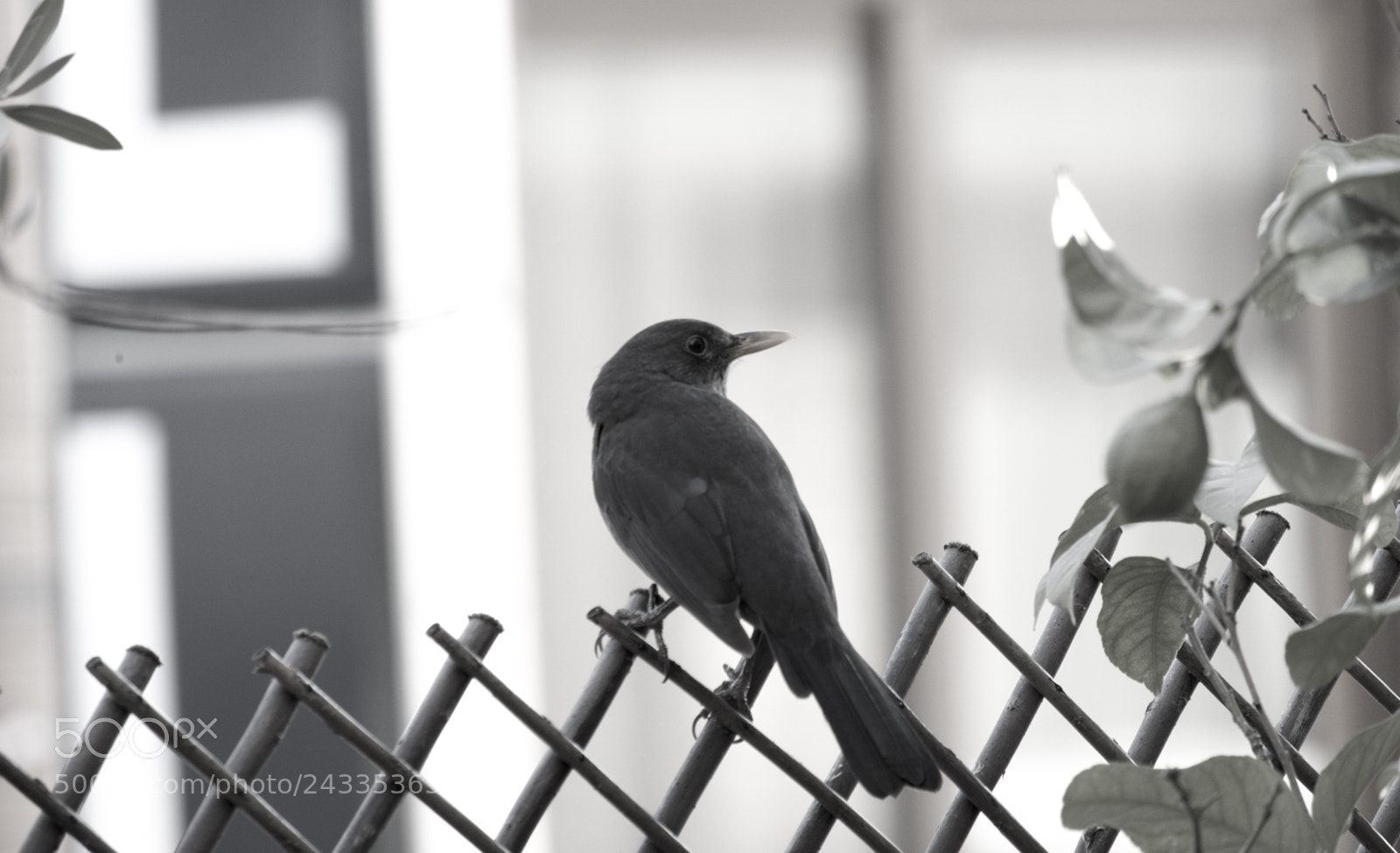 Fujifilm X-M1 sample photo. My everyday visitor photography
